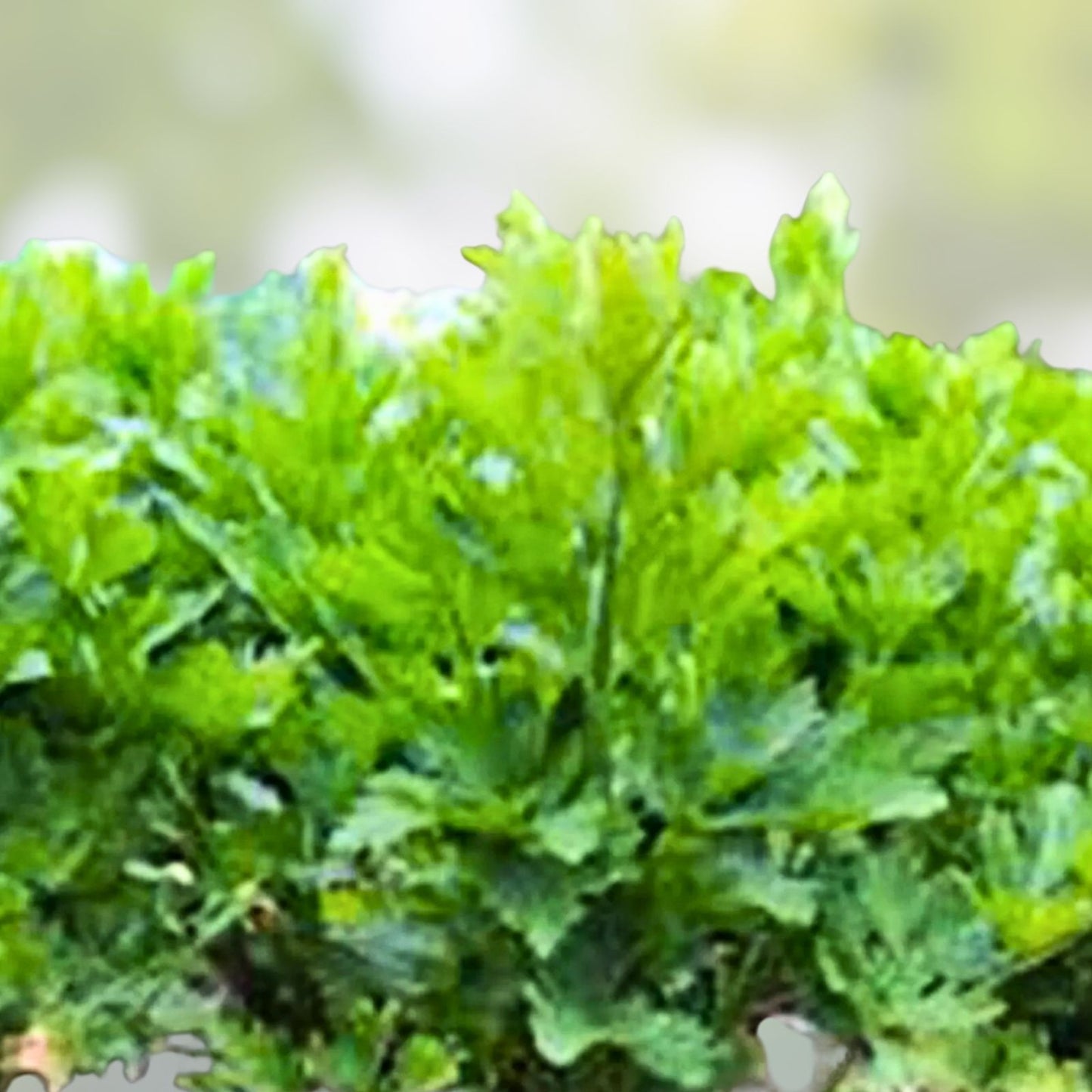 Heirloom Celery Seeds 25+ Non-GMO Tendercrisp Gardening Seeds Apium graveolens