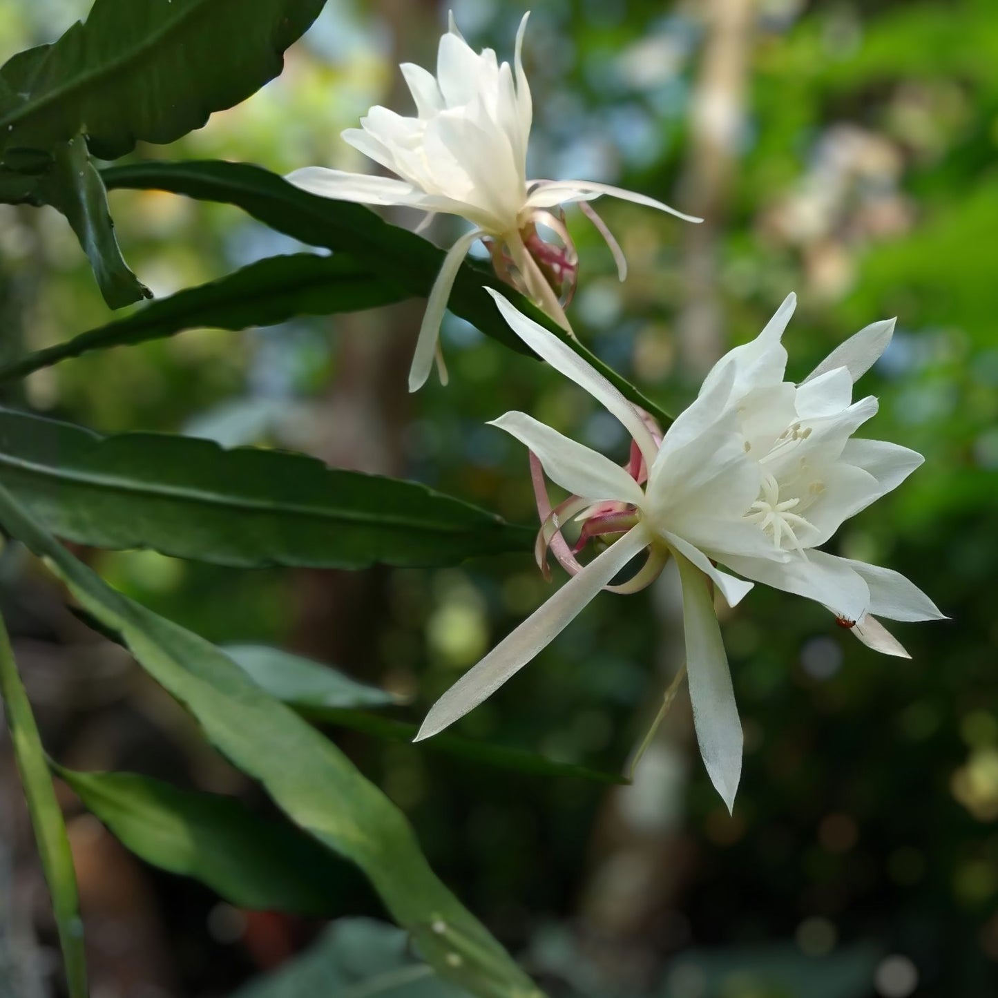 Epiphyllum Oxypetalum Plant - Queen of the Night Orchid Cactus - Live Indoor or Garden Plant for Decor