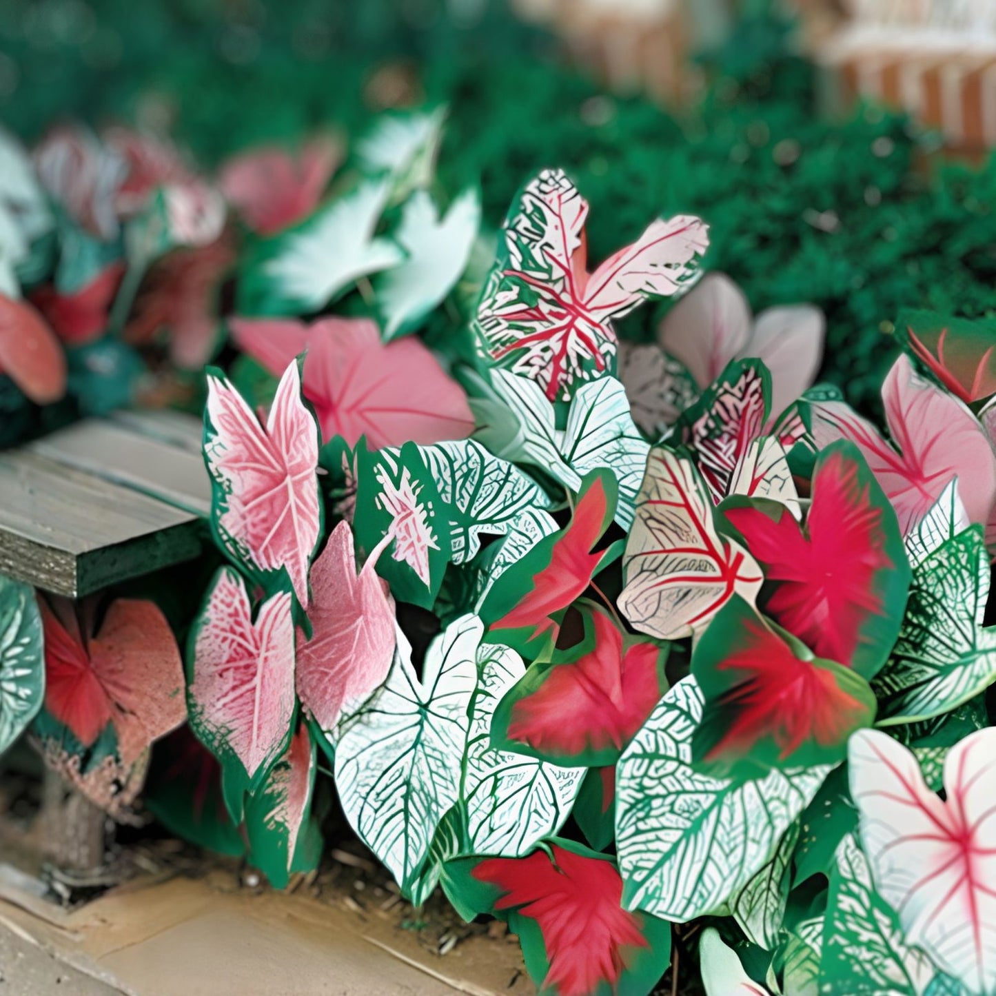 Caladium Bulbs - Fancy Mix, Mixed Colors, Easy to Grow Perennial, Caladium hortulanum