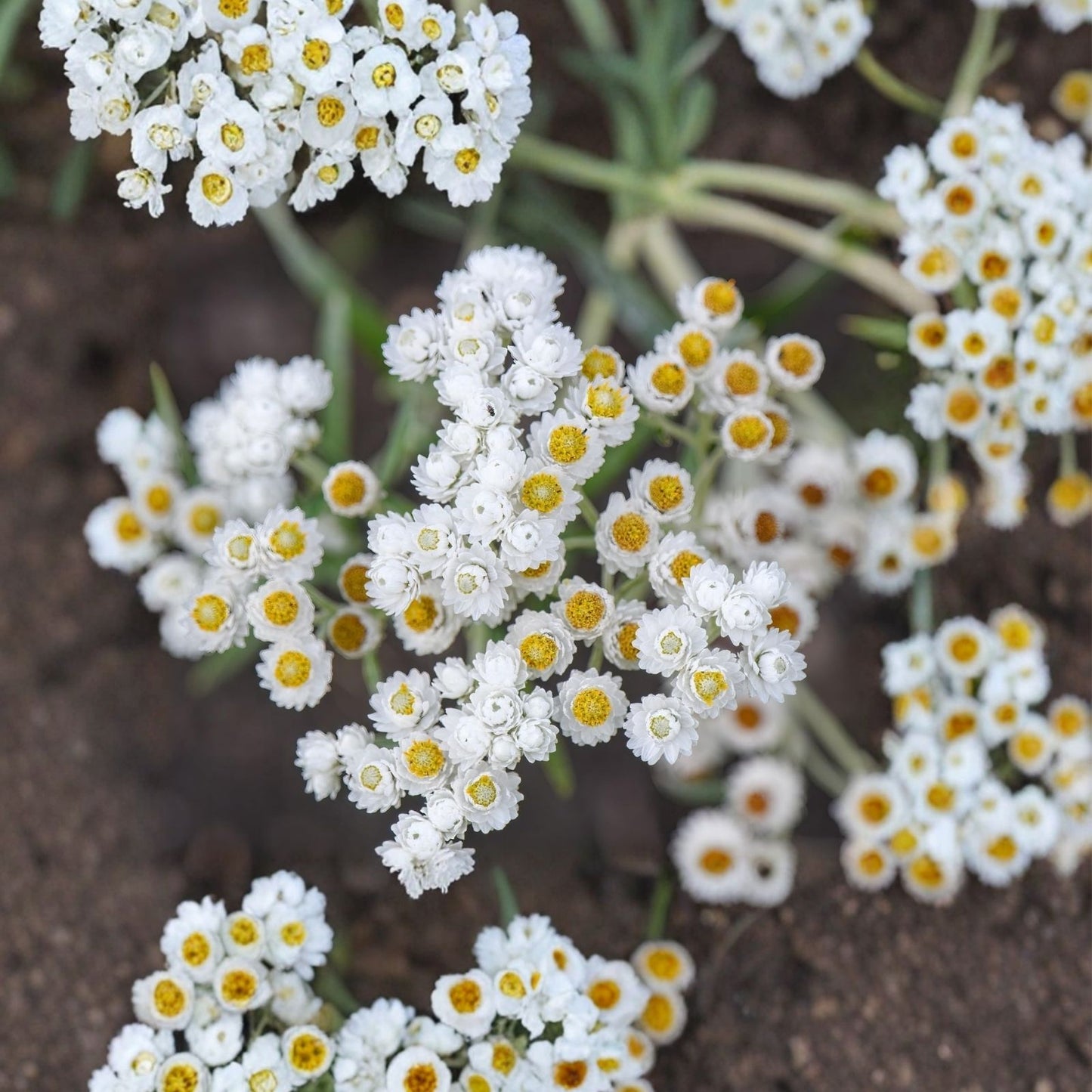Pearly Everlasting Wildflower Seeds 40 Count - Anaphalis Margaritacea - Drought Tolerant Perennial Garden Plant