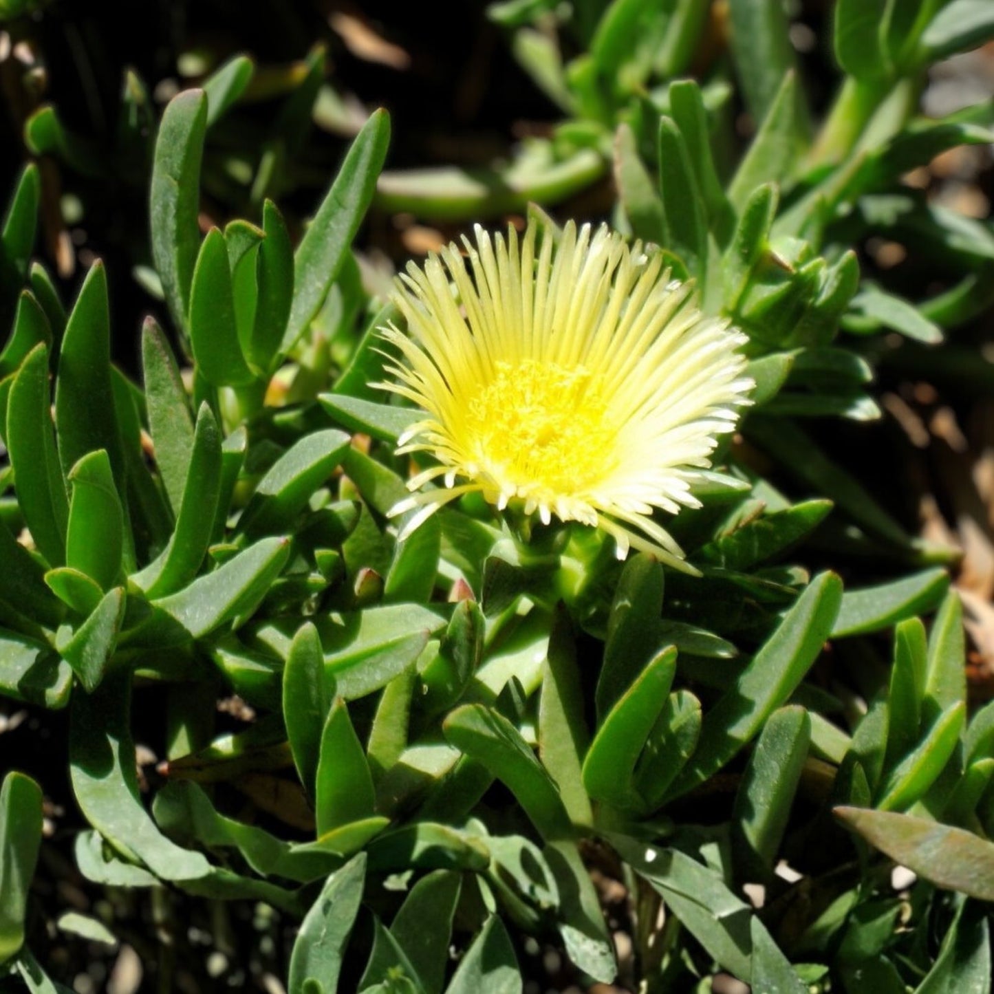 Ice Plant Cuttings - 5" Unrooted Succulent, Yellow Sour Fig, Cape Fig, Mesembryanthemum crystallinum