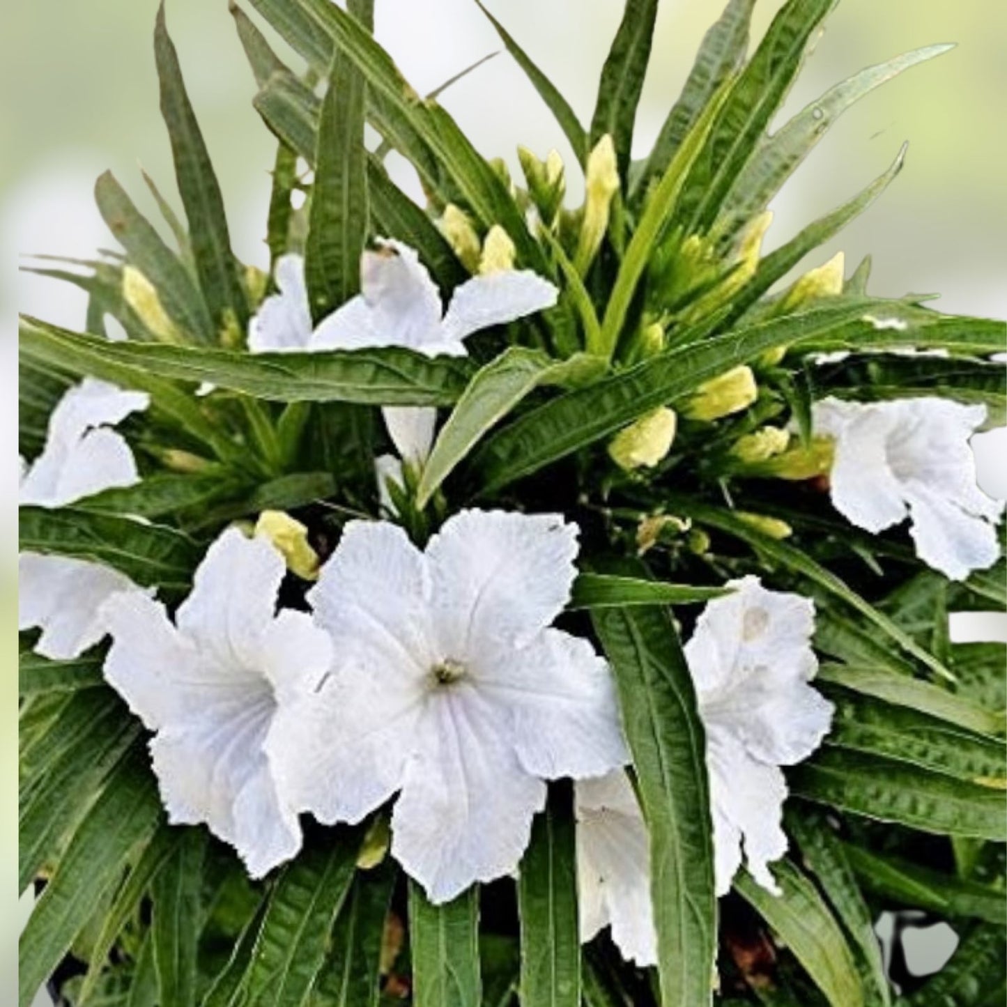 White Mexican Petunia Plants 10 pcs Rooted in Pot Ruellia brittoniana Garden Flowering Plants