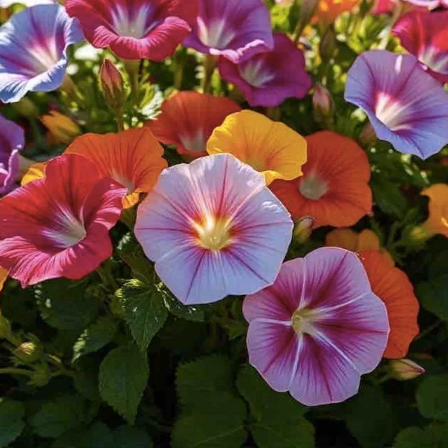 Morning Glory Vine Seeds - 100+ Mixed Colors, Heirloom, Non-GMO, Ipomoea Flower Mix, Climbing Garden Plant