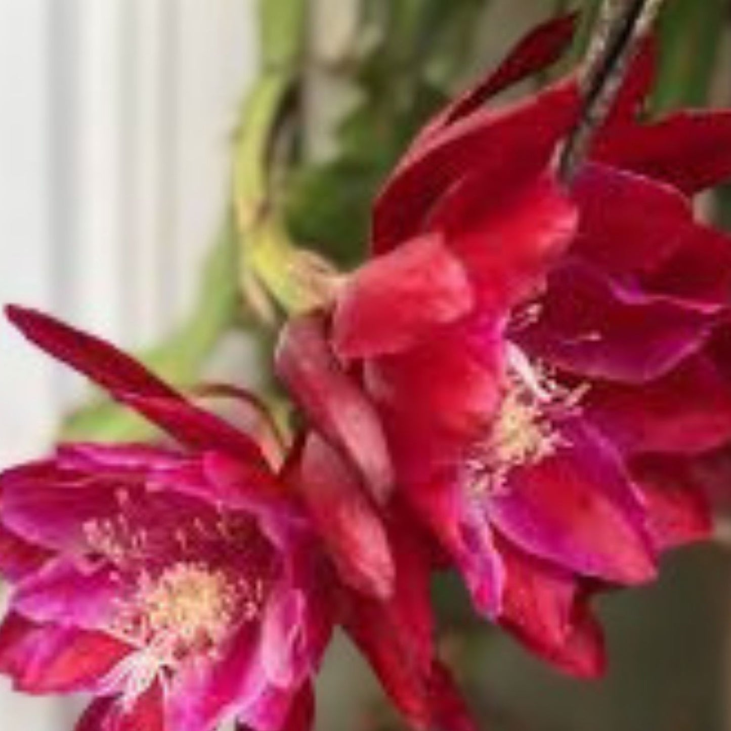 Epiphyllum 'Mr, P,' Rooted Cutting - Rare Orchid Cactus - Unique Indoor Tropical Houseplant