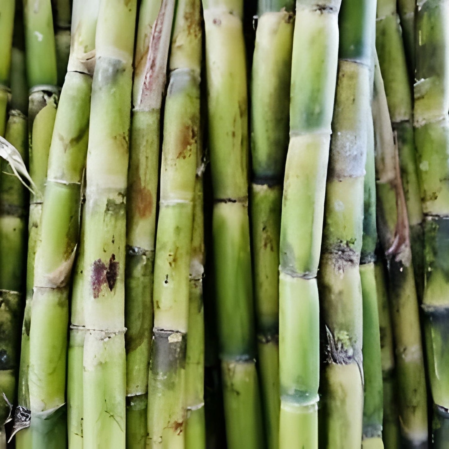 Fresh Cut Sugar Cane Sticks 8 Pack Green or Purple Non-GMO Saccharum officinarum
