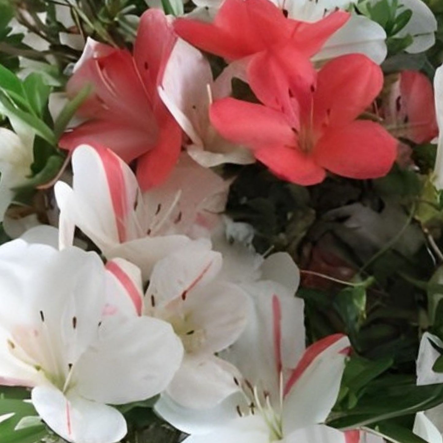 Azalea Starter Plant - Multi Color Blooms - Rhododendron spp. - Flowering Houseplant for Garden and Indoor Decor
