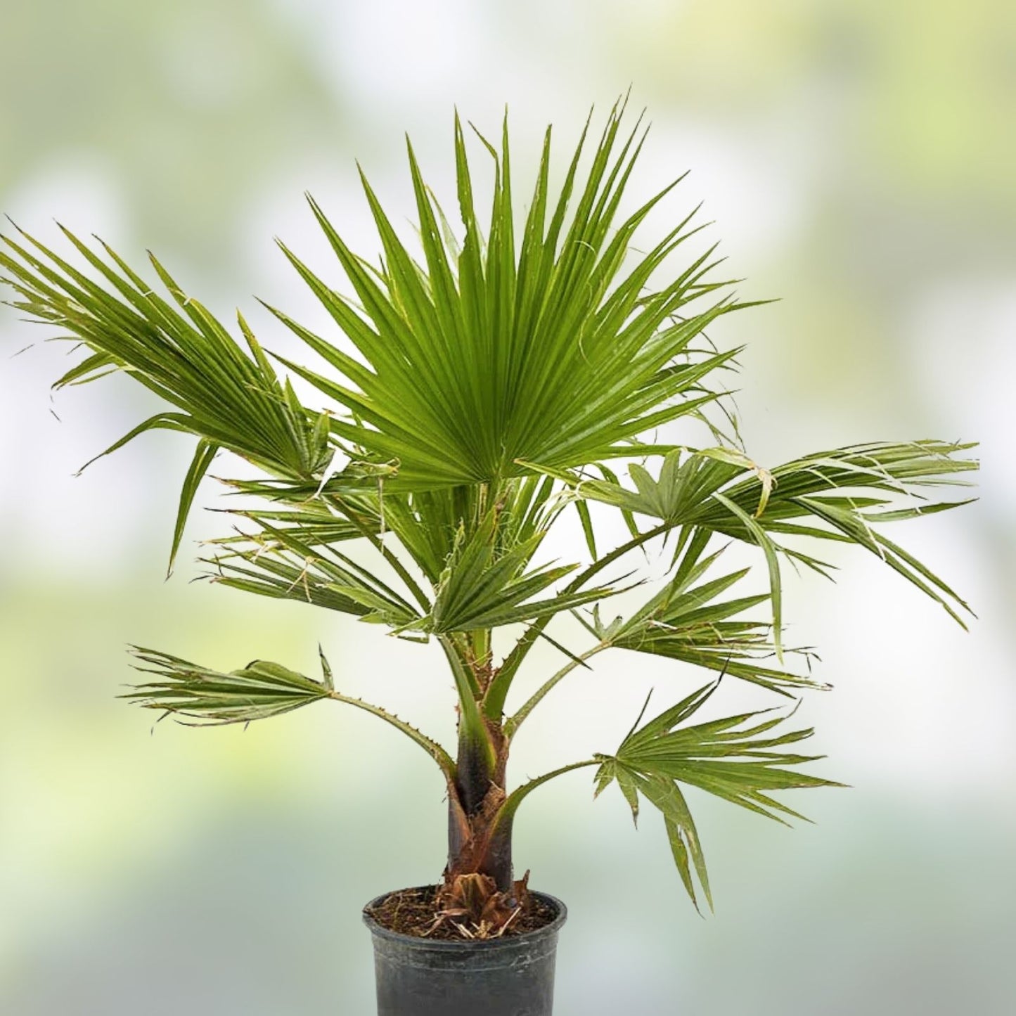Mexican Fan Palm Tree Seeds - 15 Premium Washingtonia Robusta Seeds - Mexican Washingtonia - Drought Tolerant, Fast Growing, Ornamental Tree Seeds