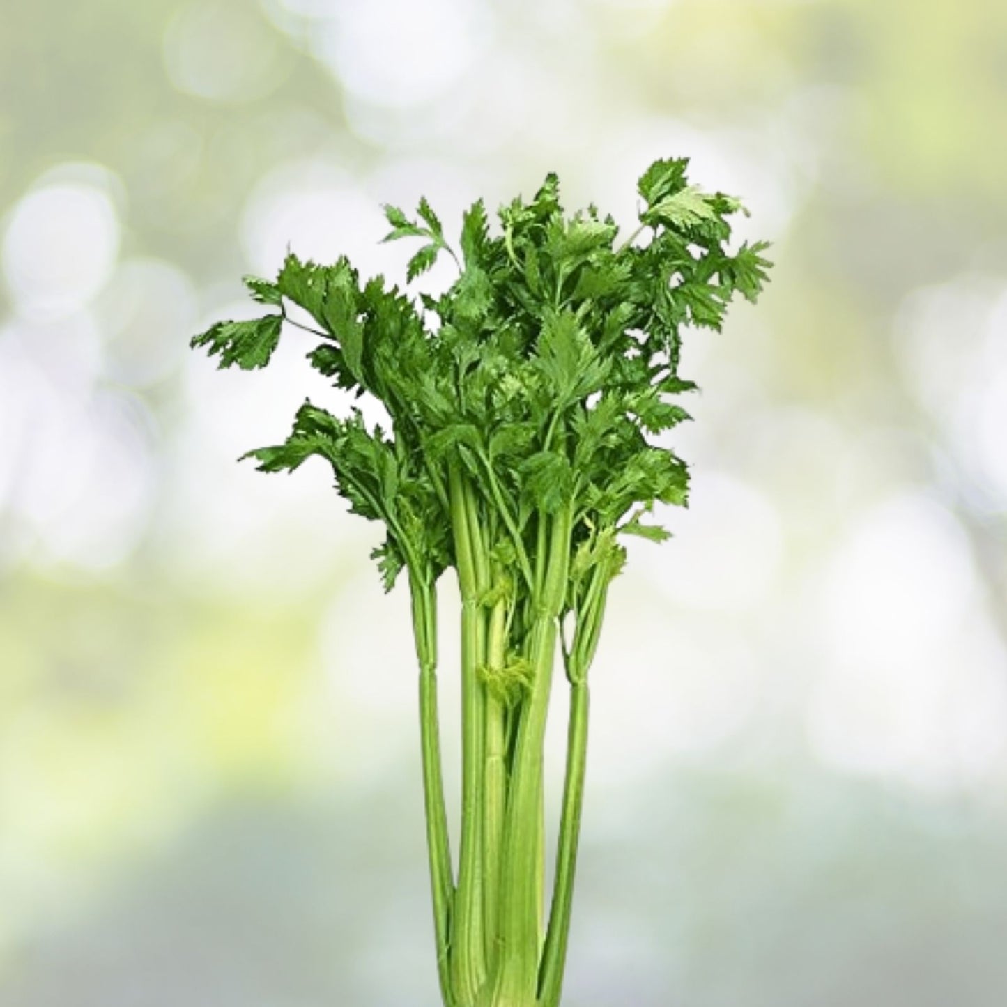 Chinese Celery Seeds - 100+ Seeds Khuenchai Kan-tsai Kin-tsai Kunchoy Qincai Kinchay - USA