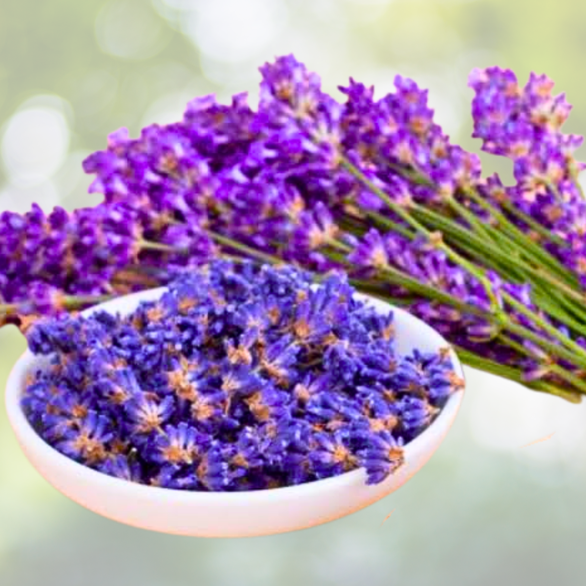 Dried Lavender Flowers Seeds - Munstead & Vera Perennial - Non-GMO - 200 Seeds - Medicinal Benefits - Lavandula