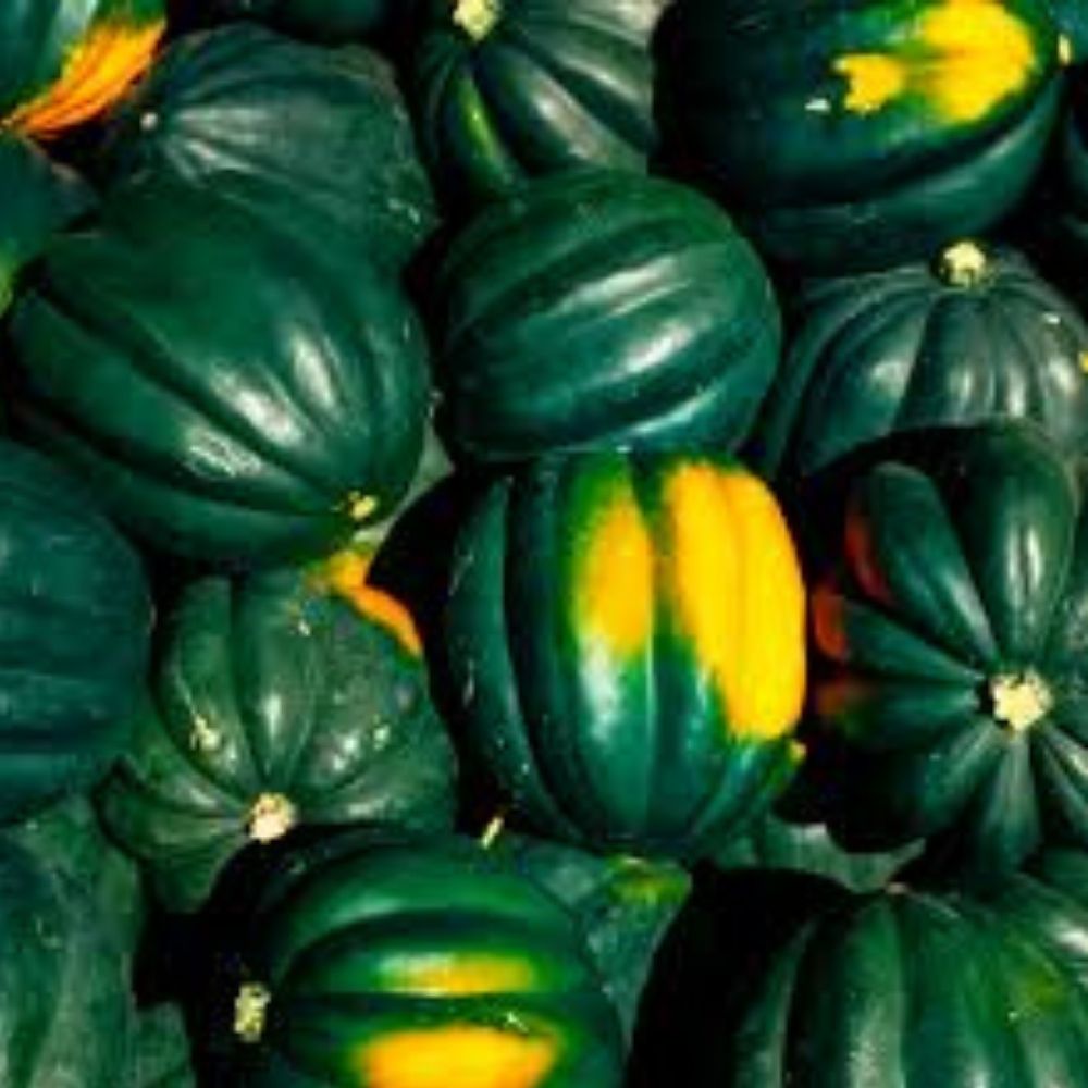 Organic Acorn Winter Squash Seeds 10 Pack Heirloom Variety Cucurbita pepo USA Grown