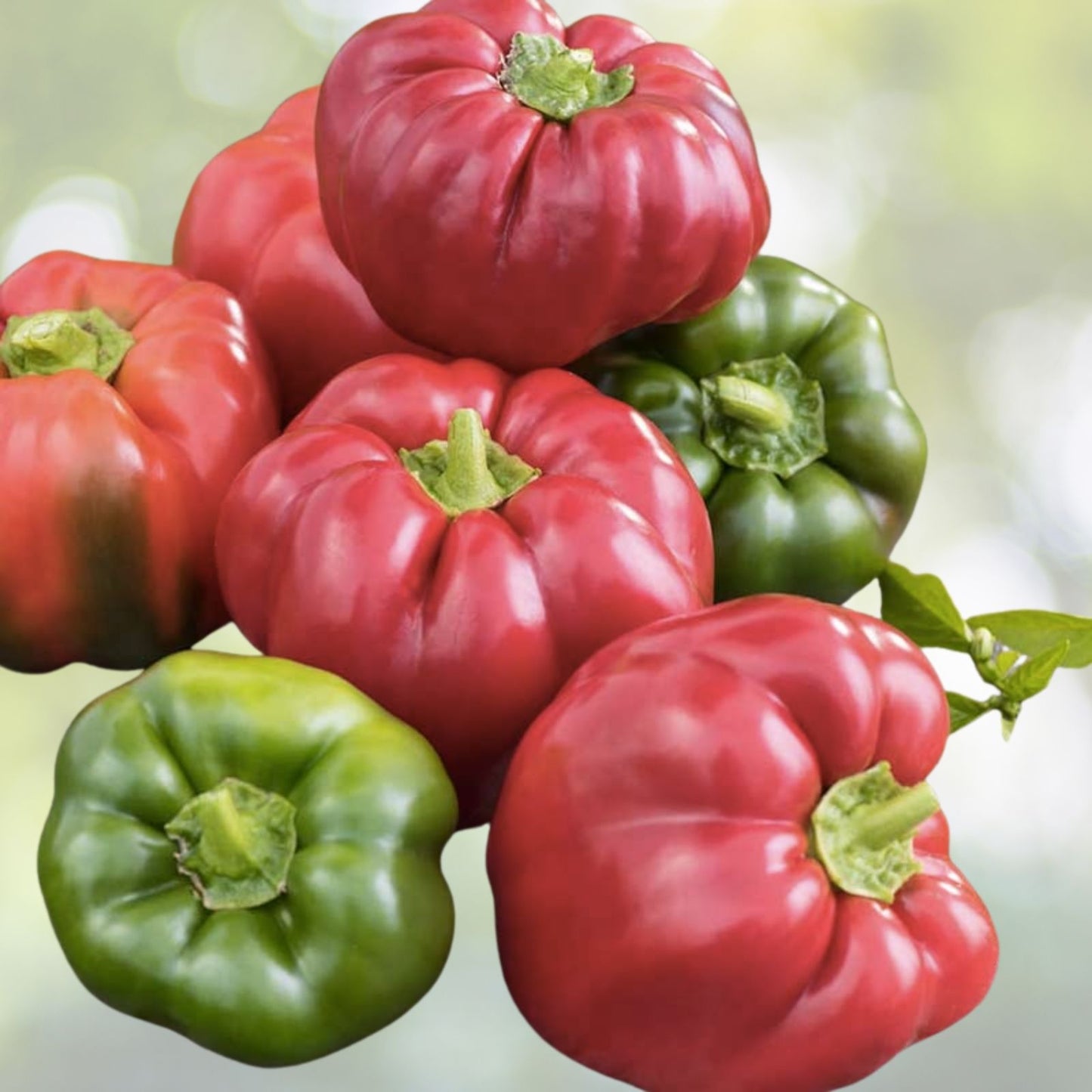 California Wonder Bell Pepper Seeds - 50+ Heirloom Non-GMO - Fresh USA Variety - Capsicum annuum