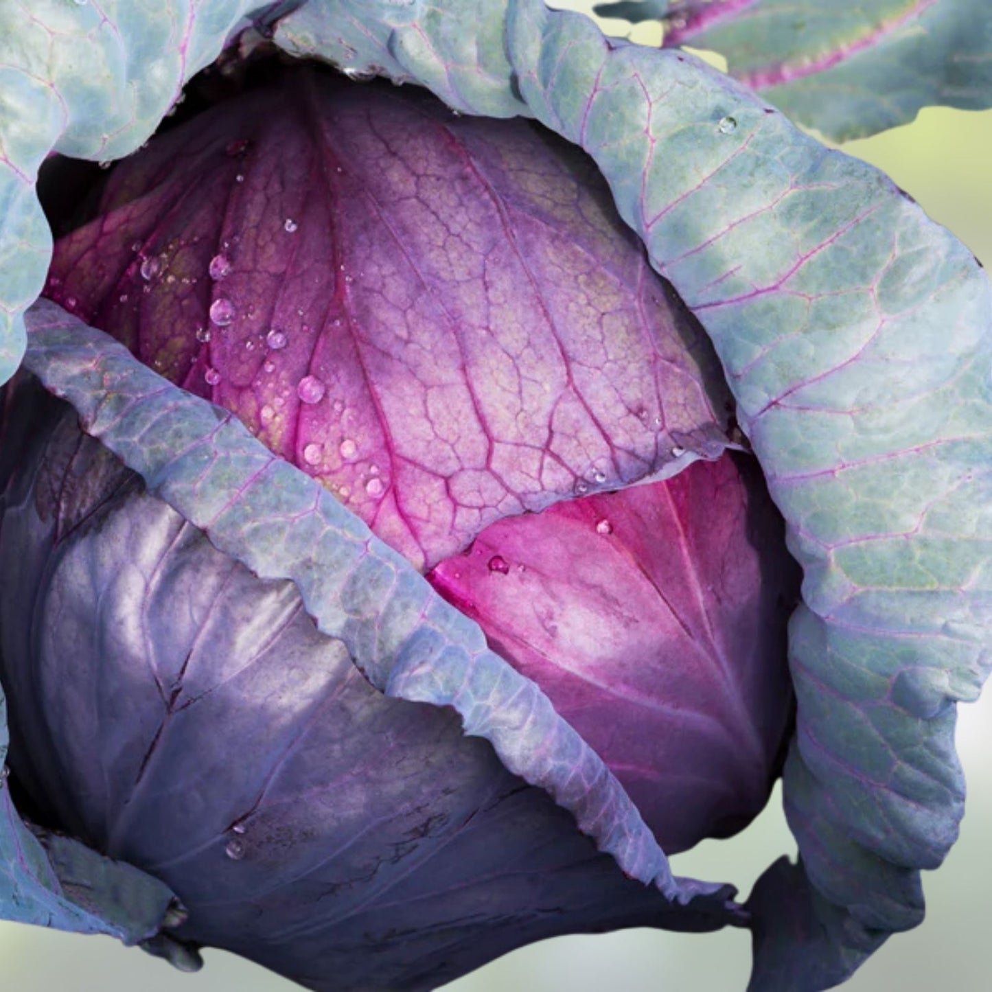 Red Acre Heirloom Cabbage Seeds - 500 Count Non-GMO Brassica oleracea for organic gardening and vegetable cultivation