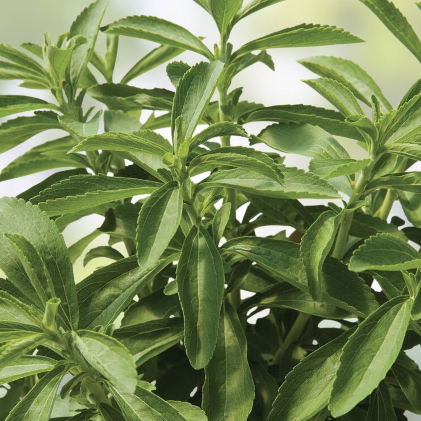 250 Stevia Sweetleaf Herb Seeds - Natural Stevia Rebaudiana Planting Seeds for Sweetener and Herb Gardening