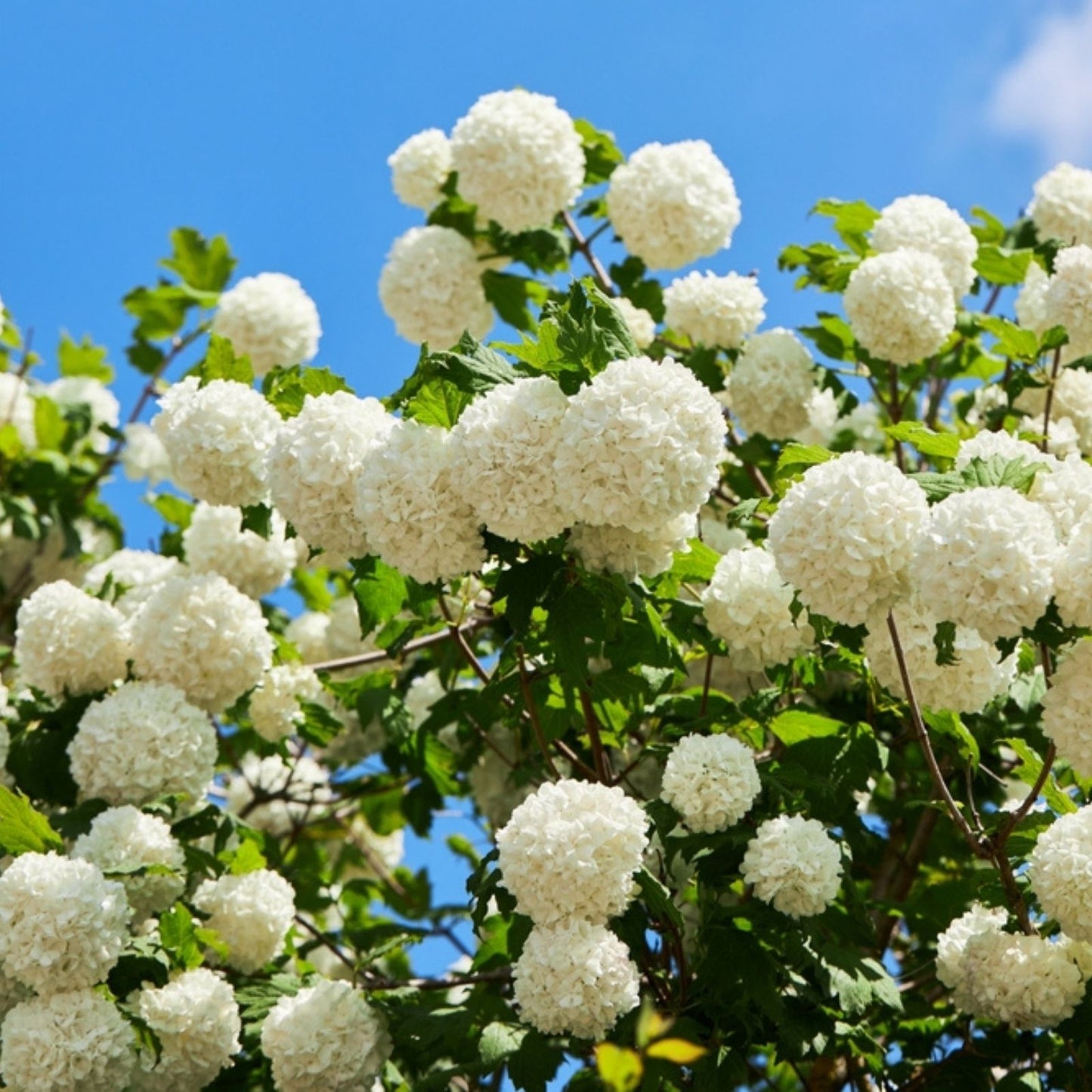 Viburnum opulus Roseum Cuttings | 5 Rooted Plugs | Flowering Shrubs for Garden, Landscaping & Hedging