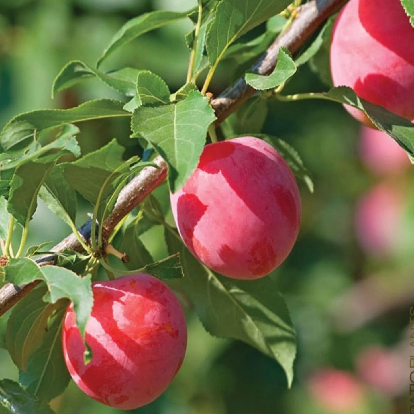 Plum Tree Seeds 10 Pack – Prunus Americana American Plum Non-GMO Made in USA Fast Shipping