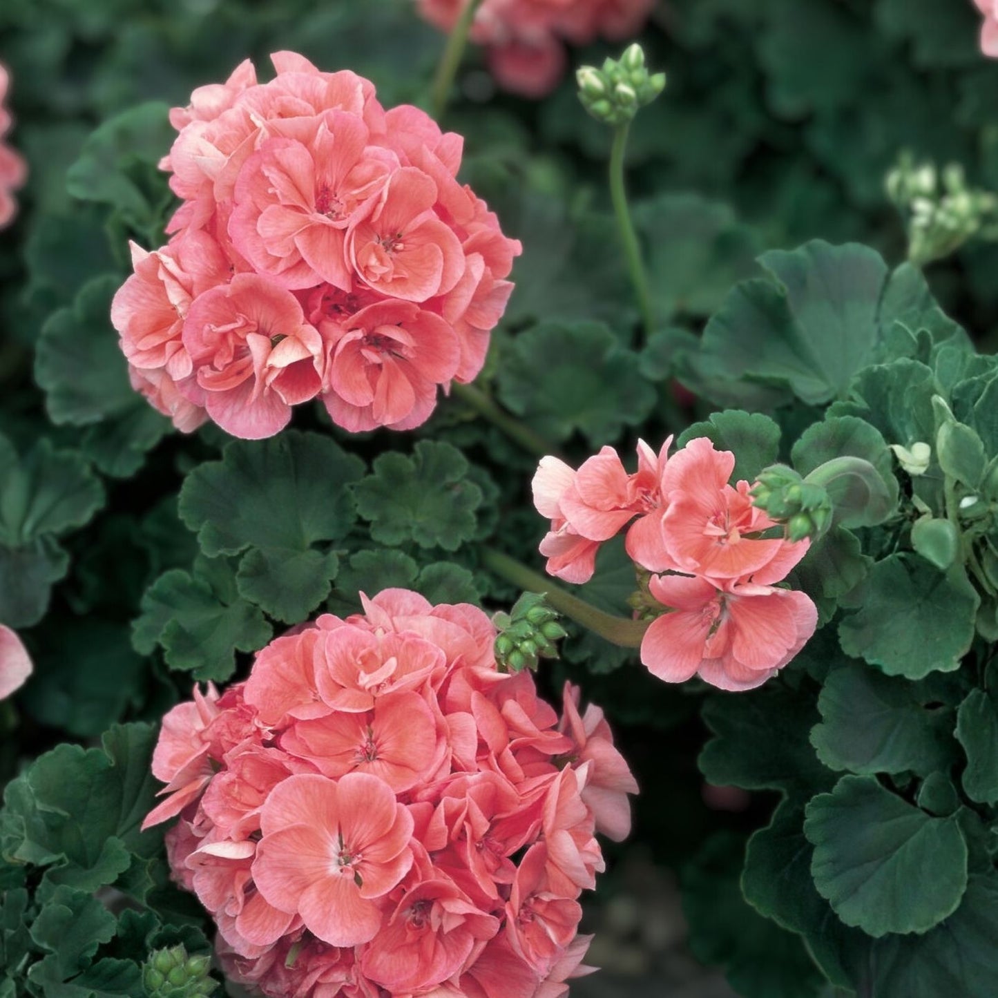 Salmon Pink Pelargonium Zonal Geranium Live Plant Starter Cuttings 4x8 inches, Pelargonium zonale, flowering houseplant