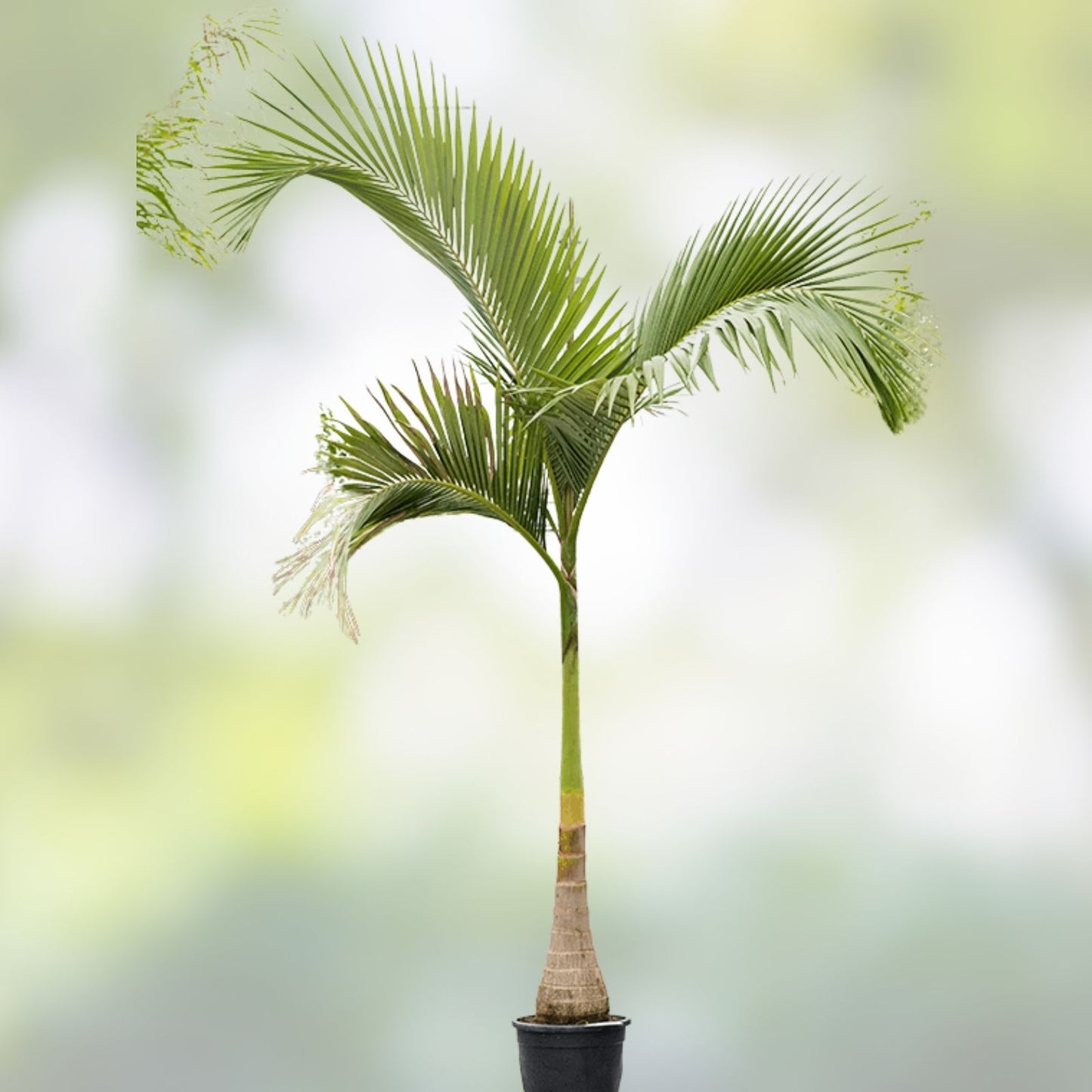 Queen Palm Tree Sapling 5.5 Feet Tall, Archontophoenix alexandrae, Live Indoor Outdoor Plant, Tropical Garden Tree
