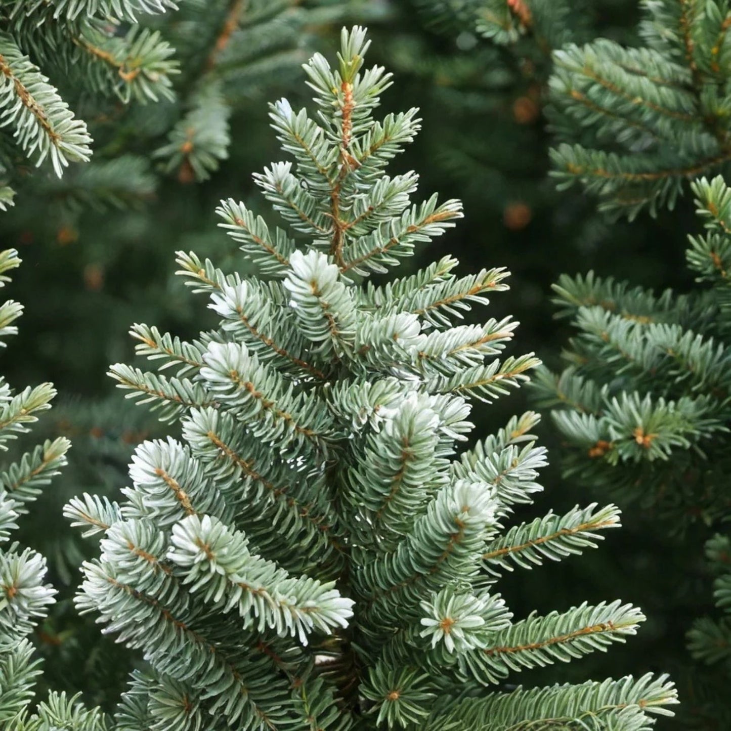 White Fir Seeds 30 Pack, Abies concolor, Evergreen Tree Seeds for Planting, High Germination Rate, Landscaping Supplies