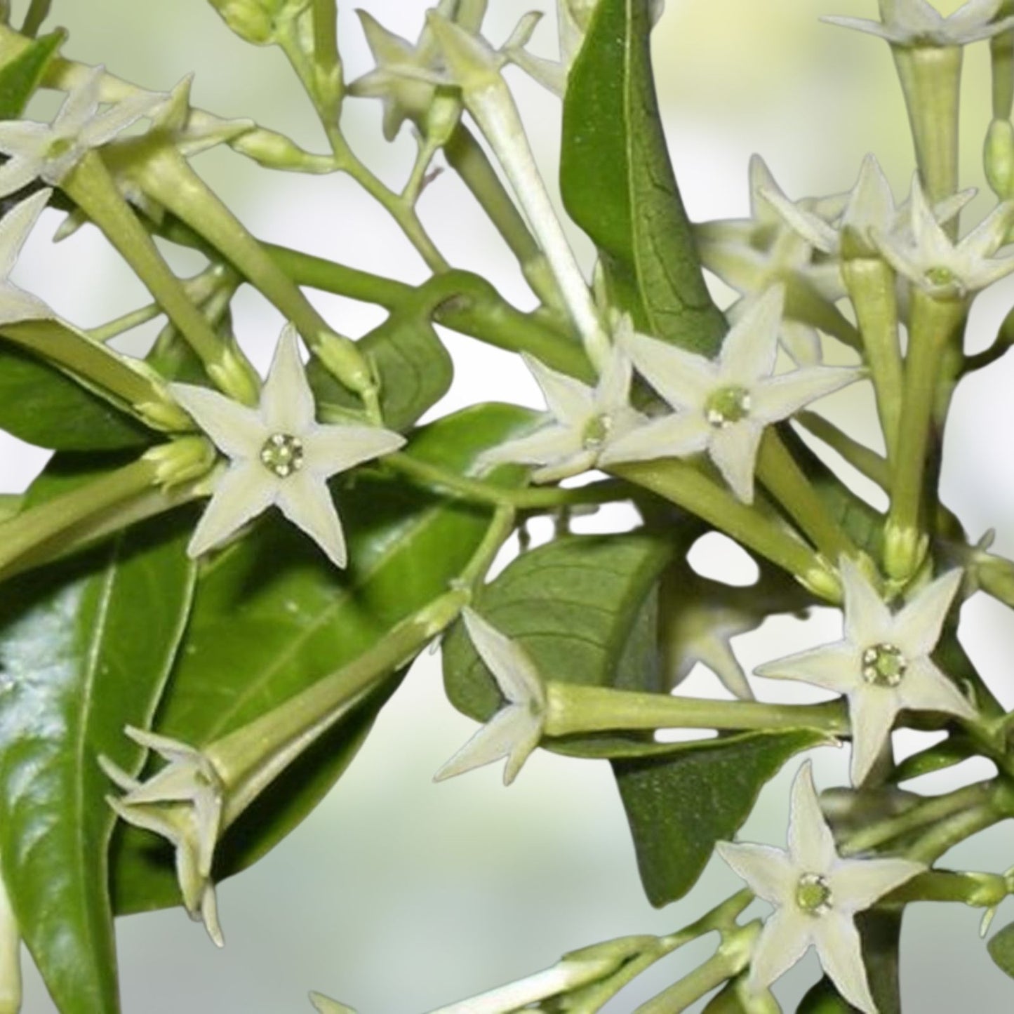 Night Blooming Jasmine Cuttings - 10 Tips, Fragrant Cestrum nocturnum, Garden Plant, Live Plant Cuttings