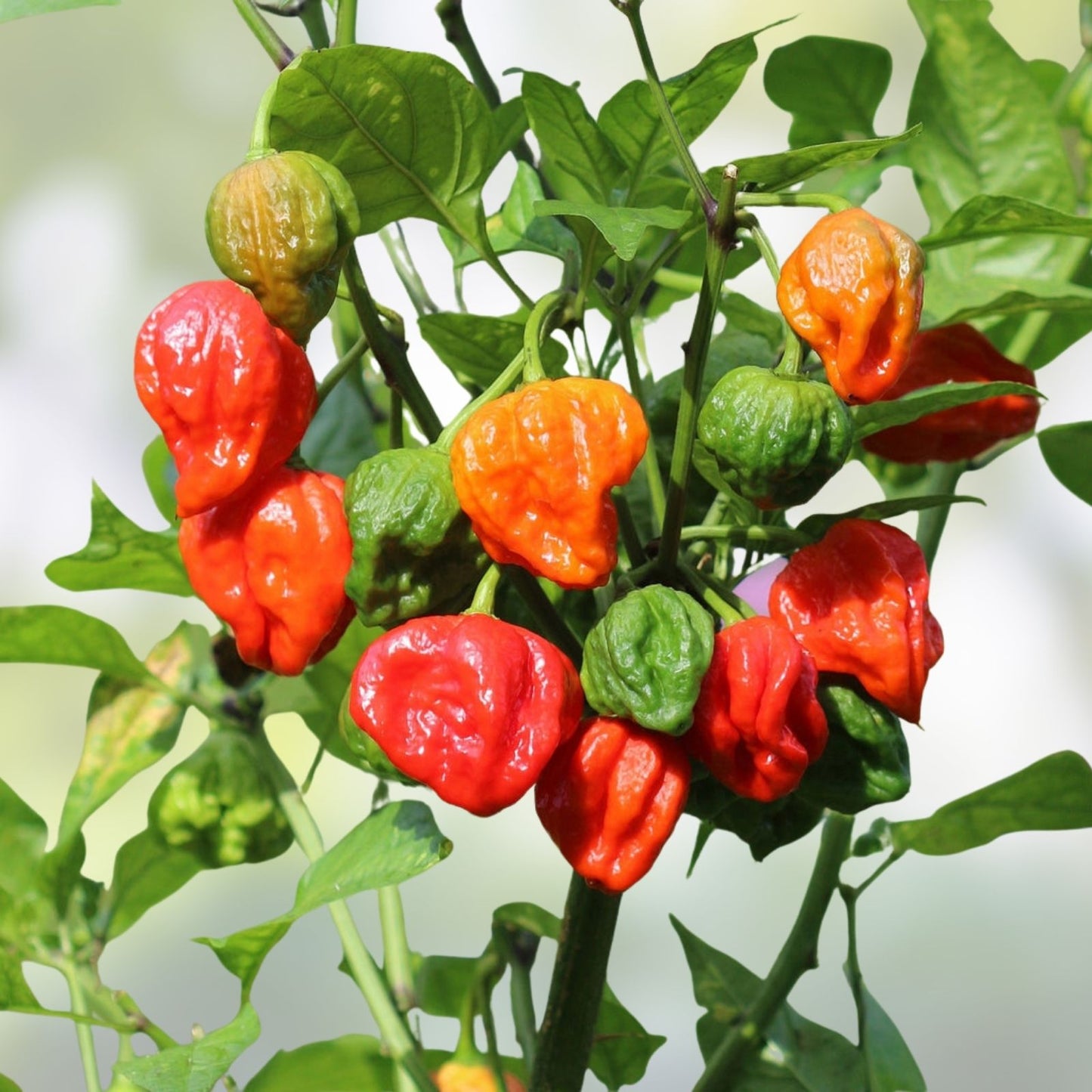 Carolina Reaper Pepper Plants Set of 2 Live Starter Plants Capsicum chinense Hot Peppers