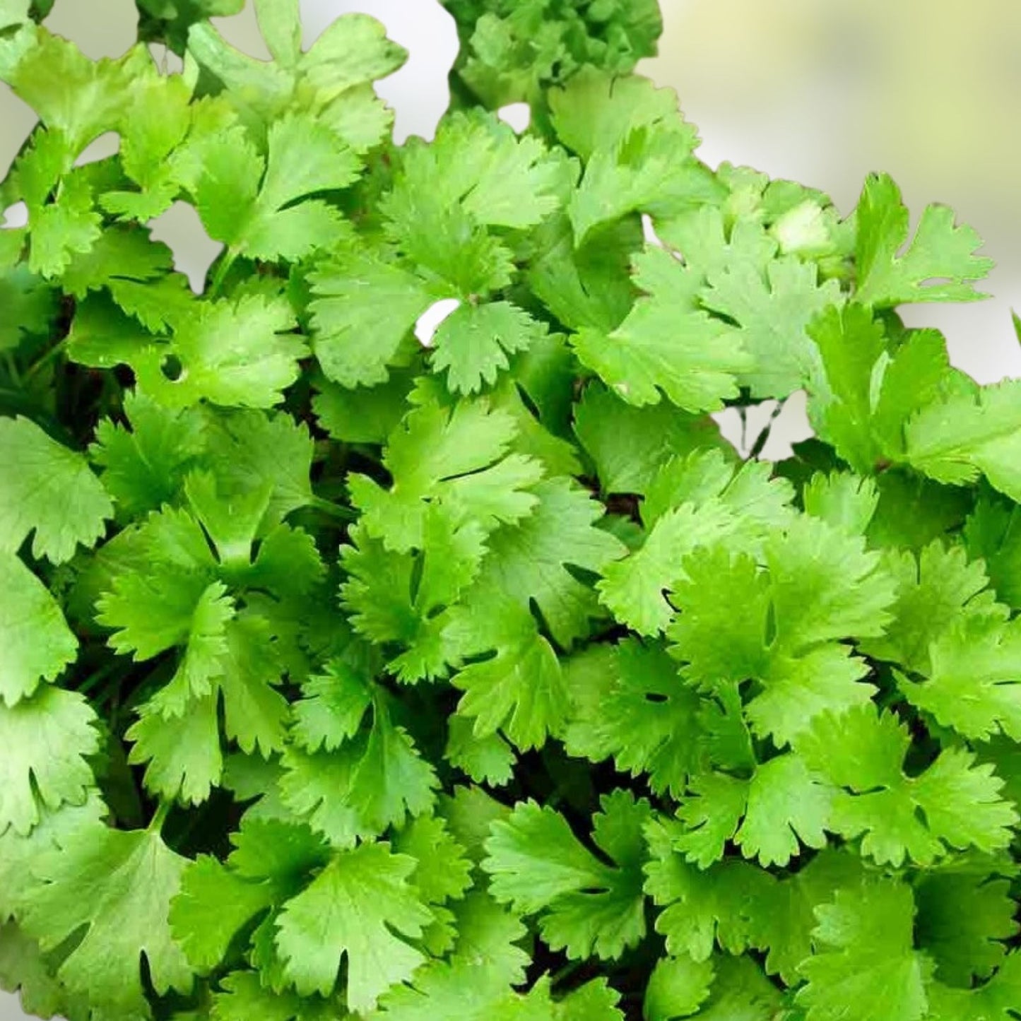 Cilantro Seeds 100 Non-GMO Heirloom Slow Bolt Coriandrum sativum Herb for Cooking