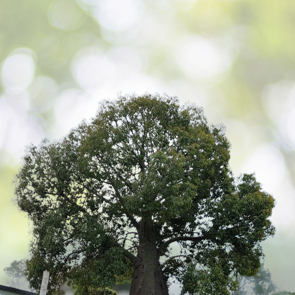 Queensland Bottle Tree - 4" Pot - Drought Tolerant - Brachychiton rupestris - Unique Swollen Trunk Plant