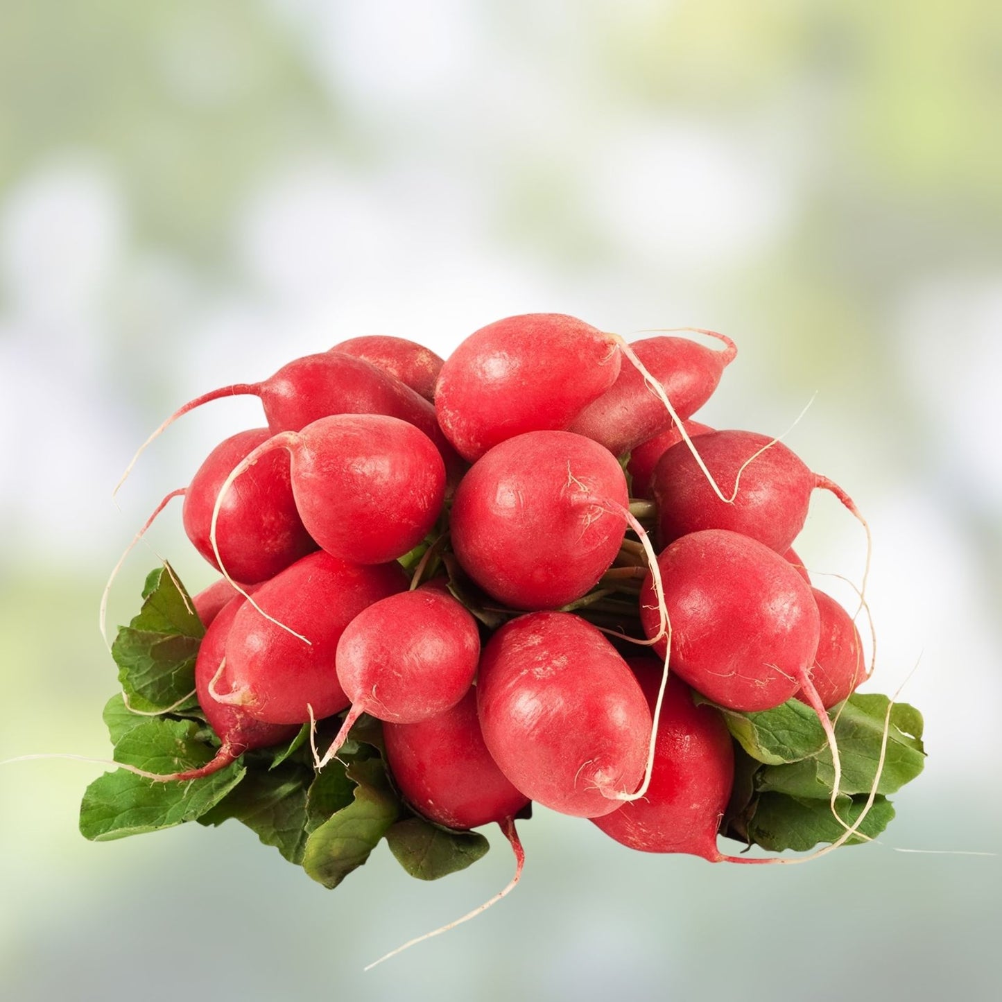 Radish Seeds 500+ Heirloom Cherry Belle Non-GMO Red Radishes Raphanus sativus for Gardening, Sprouting, and Fresh Eating