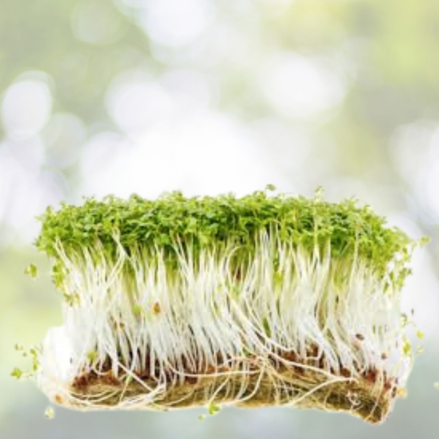 Curled Garden Cress Seeds - 1000+ Non-GMO Seeds for Microgreens - Lepidium sativum