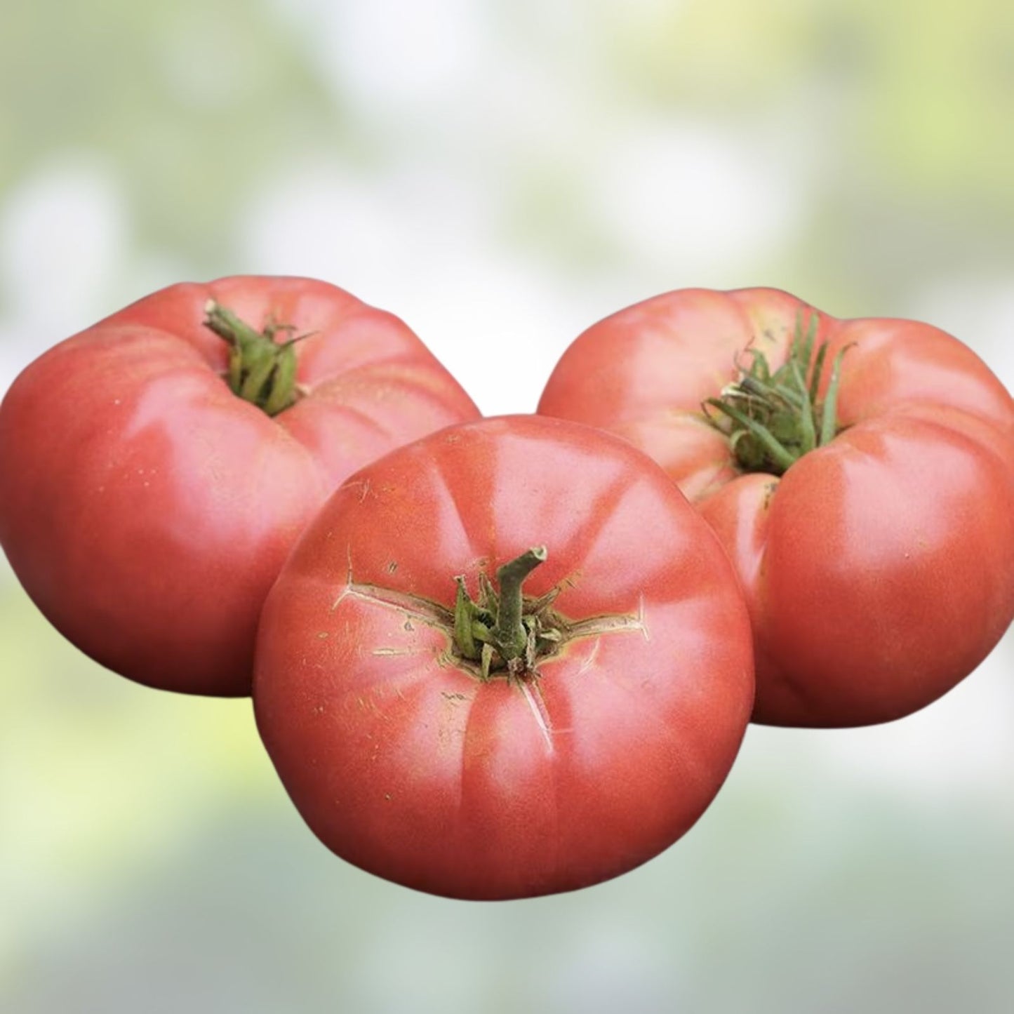 Sea Tomato Seeds 30 Pack Rosa Rugosa Variety Heirloom Organic Vegetable Seeds for Gardening