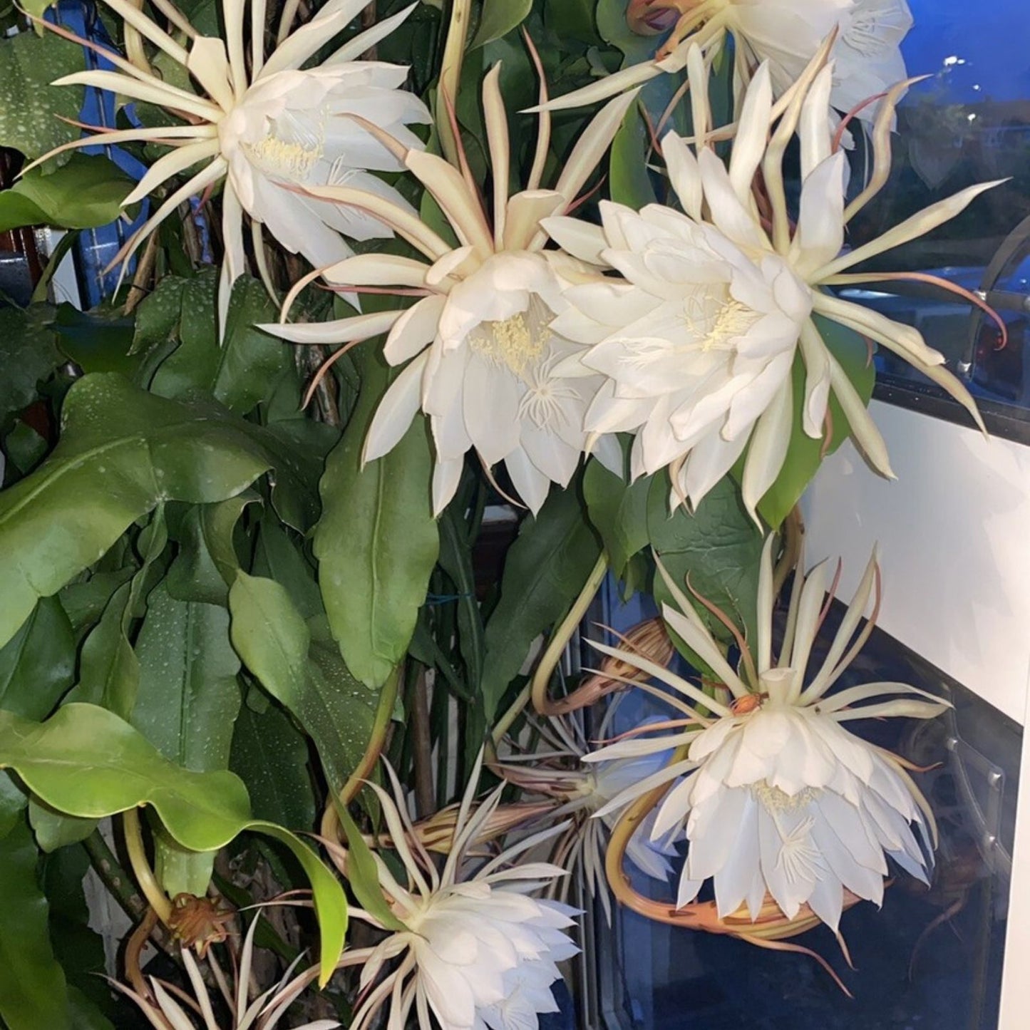 Epiphyllum Orchid Cactus Cuttings Bundle of 8 – White Flower Succulents, Epiphyllum spp.