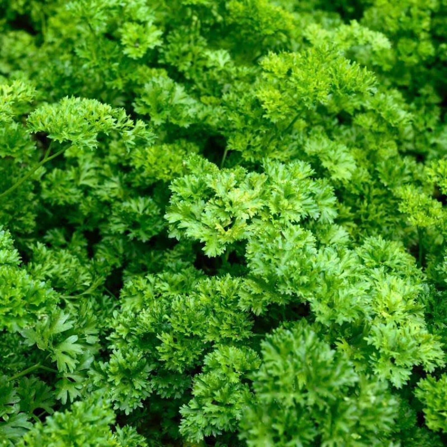 Moss Curled Parsley Seeds, Heirloom Non-GMO, 25+ Seeds, Culinary Herb, Organic Gardening, Petroselinum crispum