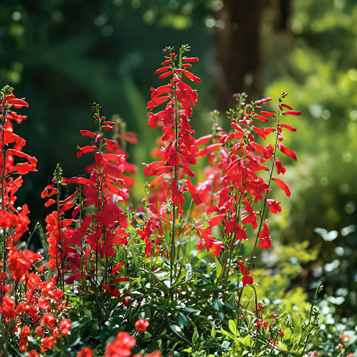 Hairy Beardtongue Seeds 200 Count - Penstemon hirsutus Wildflower Seeds for Planting, Native Garden, Pollinator Friendly