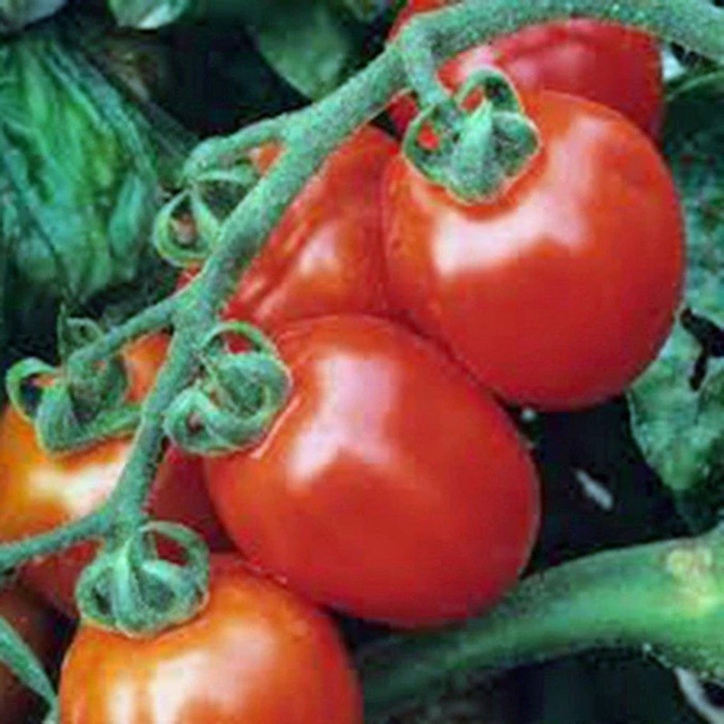 Assorted Cherry Tomato Seeds 100 Pack Organic Heirloom Non-GMO USA Grown Vegetable Seeds
