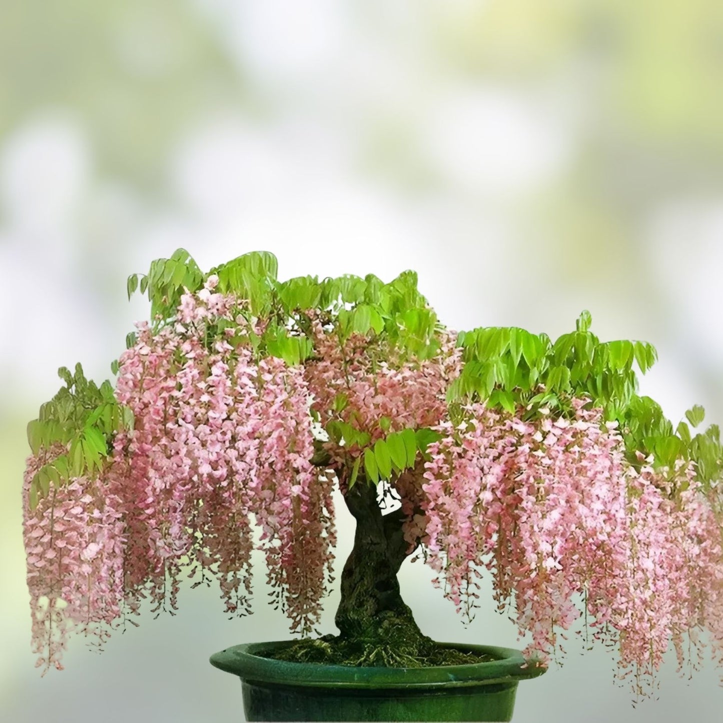 Rare Pink Wisteria Bonsai Tree Seeds, 5 Seeds - Japanese Wisteria (Wisteria floribunda) for Home Gardening