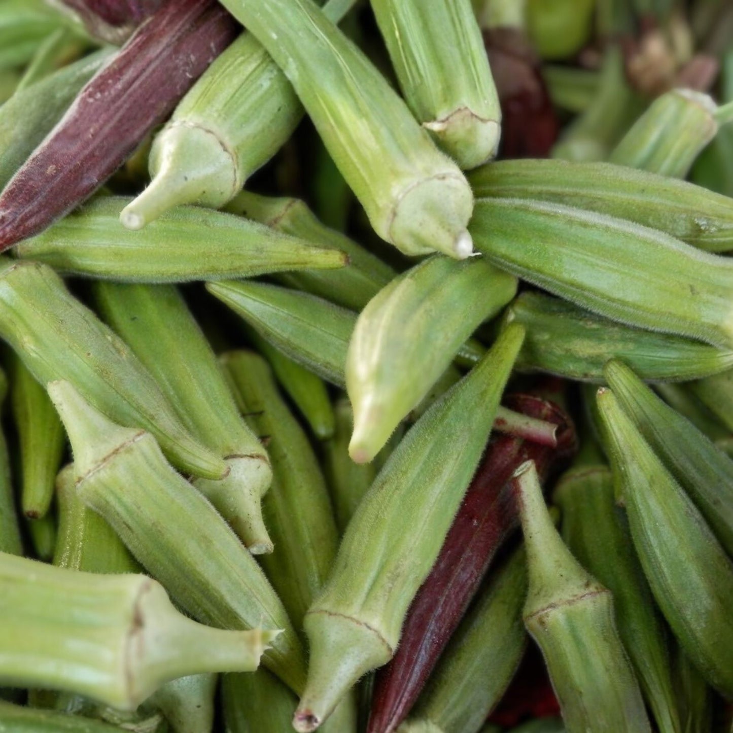 Non-GMO Heirloom Okra Seeds 500 Count Clemson Variety Abelmoschus esculentus Vegetable Seeds