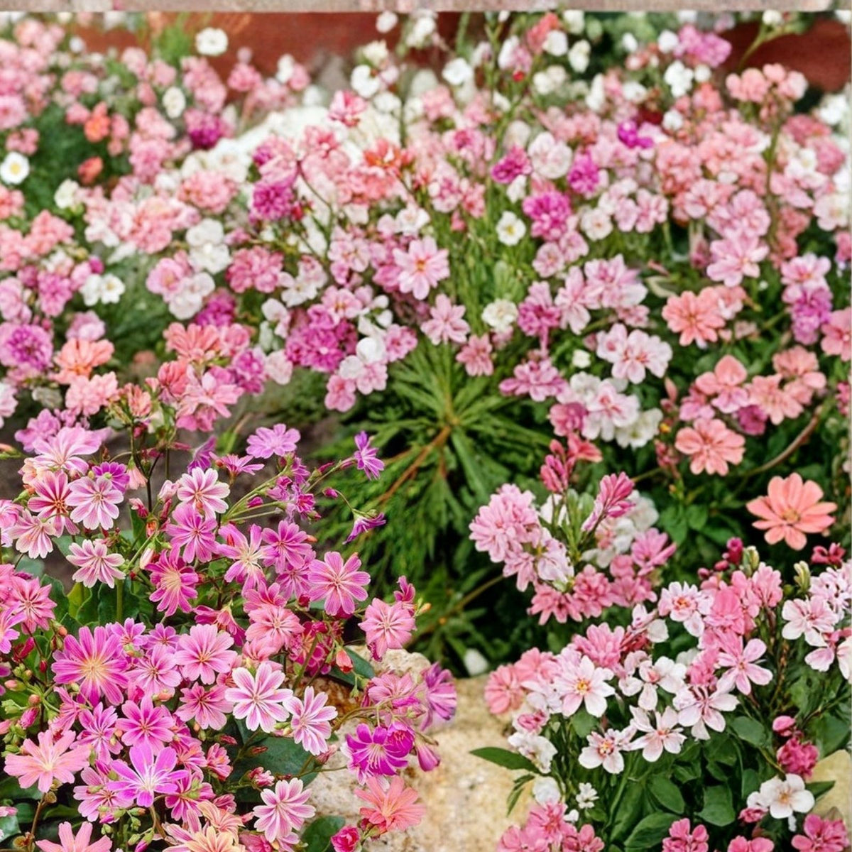 Sunset Lewisia Seeds 35 or 100 Non-GMO Flower Seeds Colorful Blooms Lewisia cotyledon