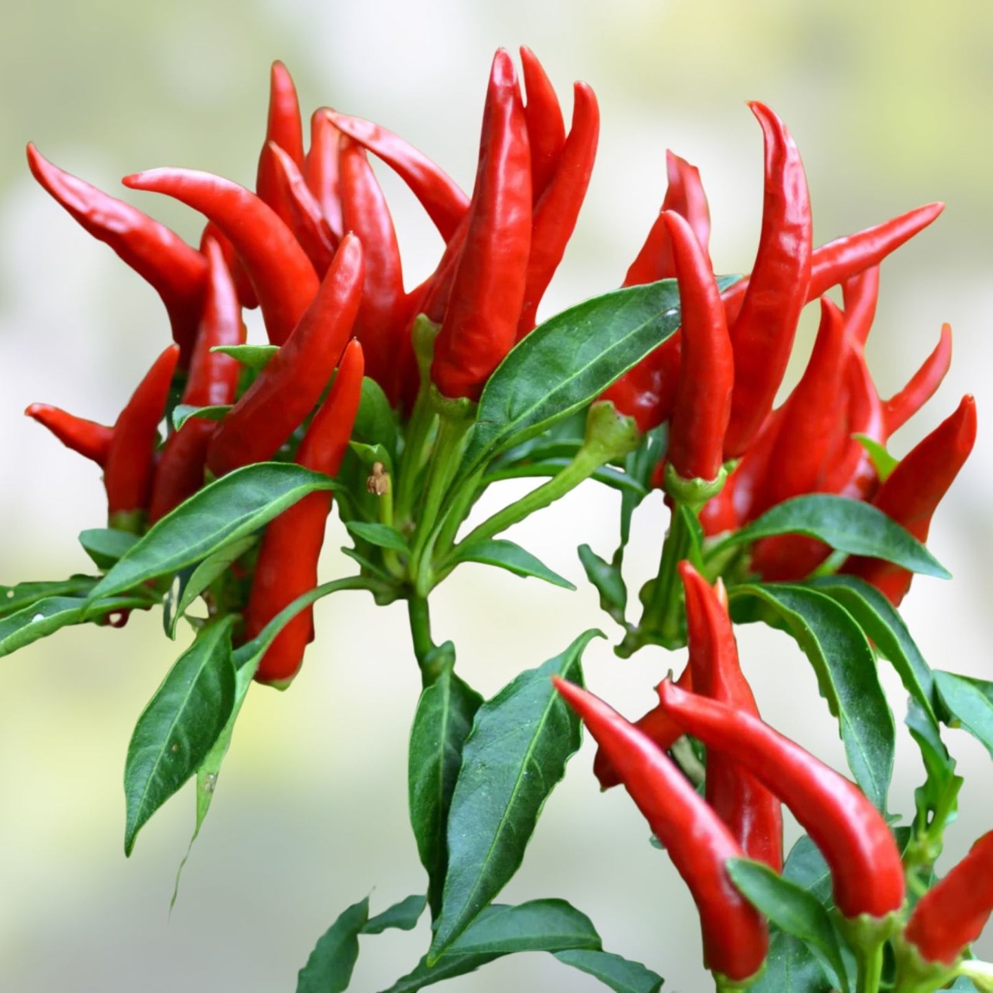 Thai Hot Pepper Seeds - 20 Count Heirloom Capsicum annuum Extremely Hot Ornamental Patio Plant Seeds