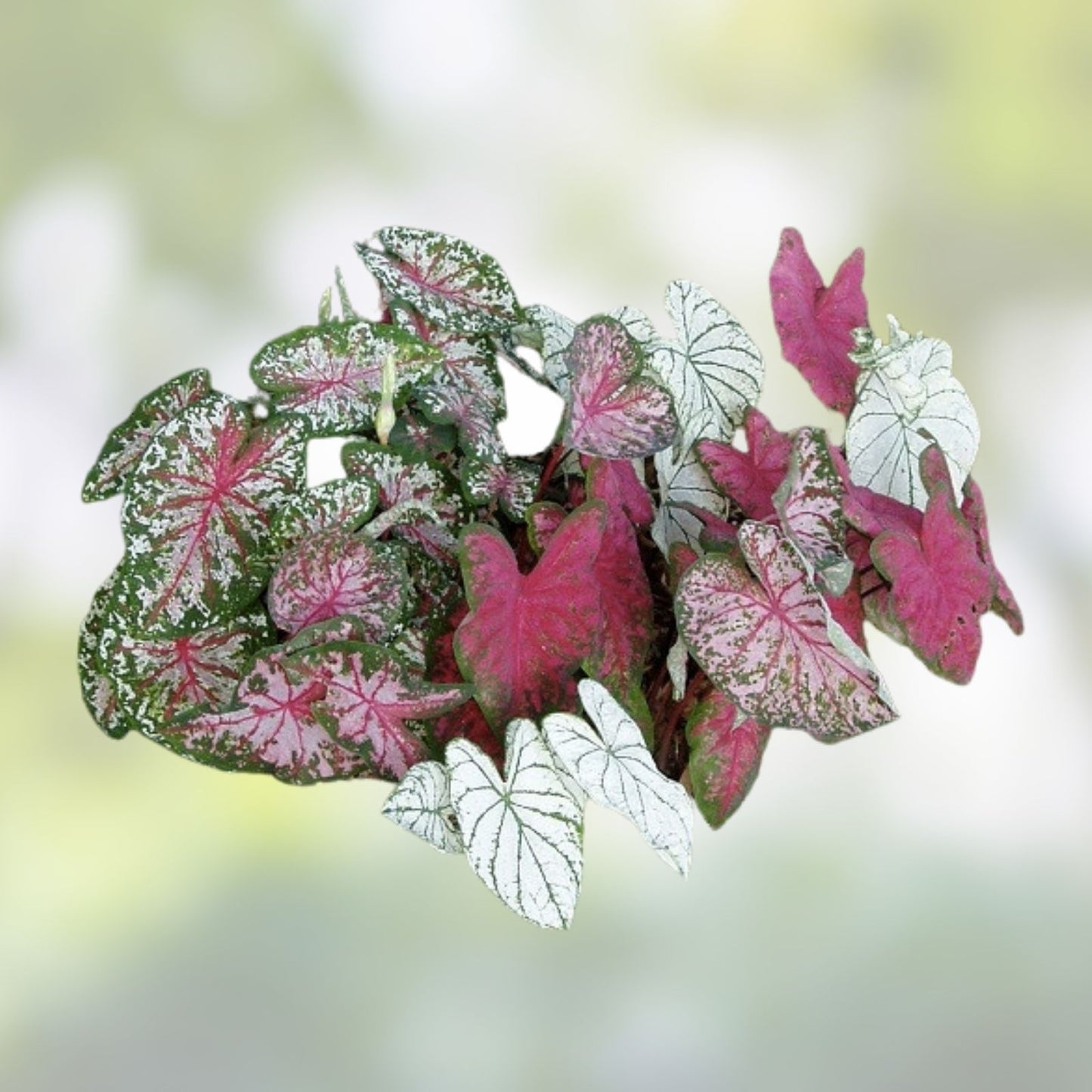 Caladium Bulbs 6 Pack - Pinky Swear Variety - Perennial Elephant Ears - Caladium bicolor