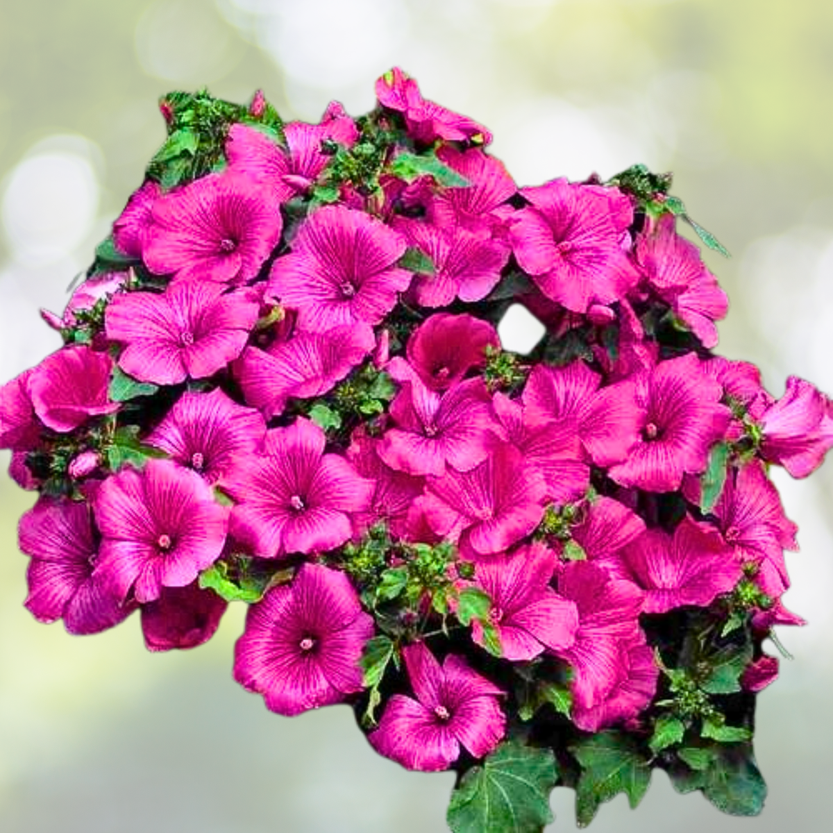 Rose Mallow Seeds - 100 Non-GMO Hot Pink Blooms - Pollinator Attractor (Hibiscus moscheutos)
