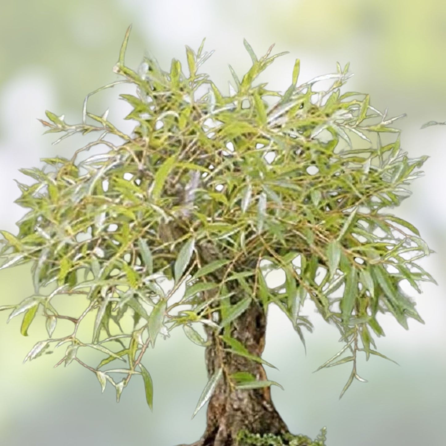 Golden Curls Willow Tree Cutting - Live Plant - Rare Bonsai Variety - Salix matsudana 'Golden Curls'