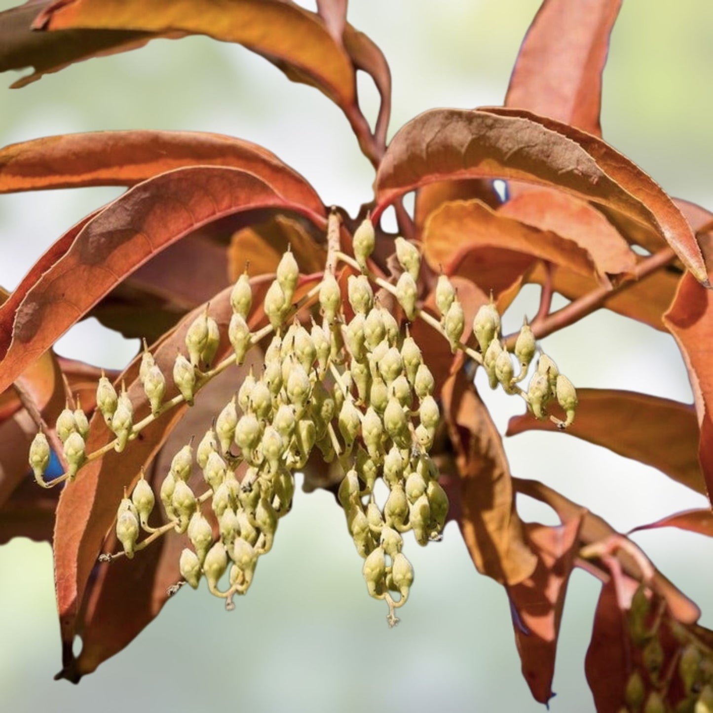 Lily of the Valley Tree Seeds 100 Pack, Oxydendrum arboreum Sourwood, Hardy Ornamental Perennial Tree Seeds