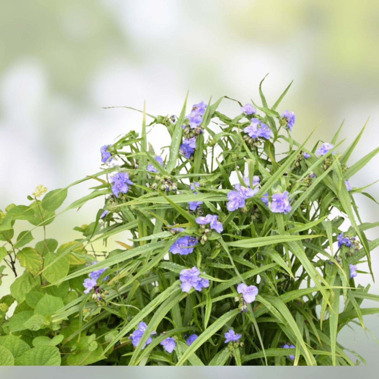 15 Spiderwort Day Lily Plants - Wandering Jew Blue Cuttings, Easy to Care for Tradescantia zebrina