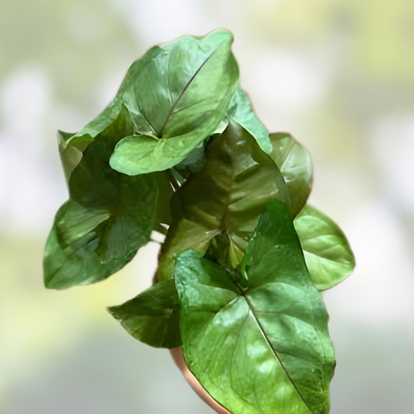 Syngonium 'Berry Allusion' Cutting - Rooted Live Indoor Houseplant, Easy Care, Syngonium podophyllum