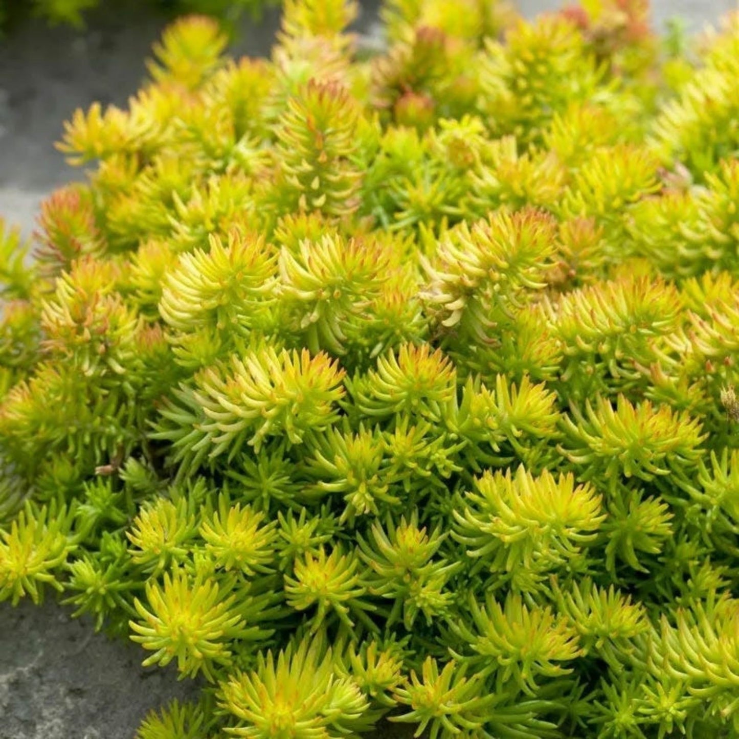 Creeping Sedum Groundcover Plants – 50 Perennials, Varieties 1" to 3" – Sedum spp. Low-Growing Succulent for Gardens