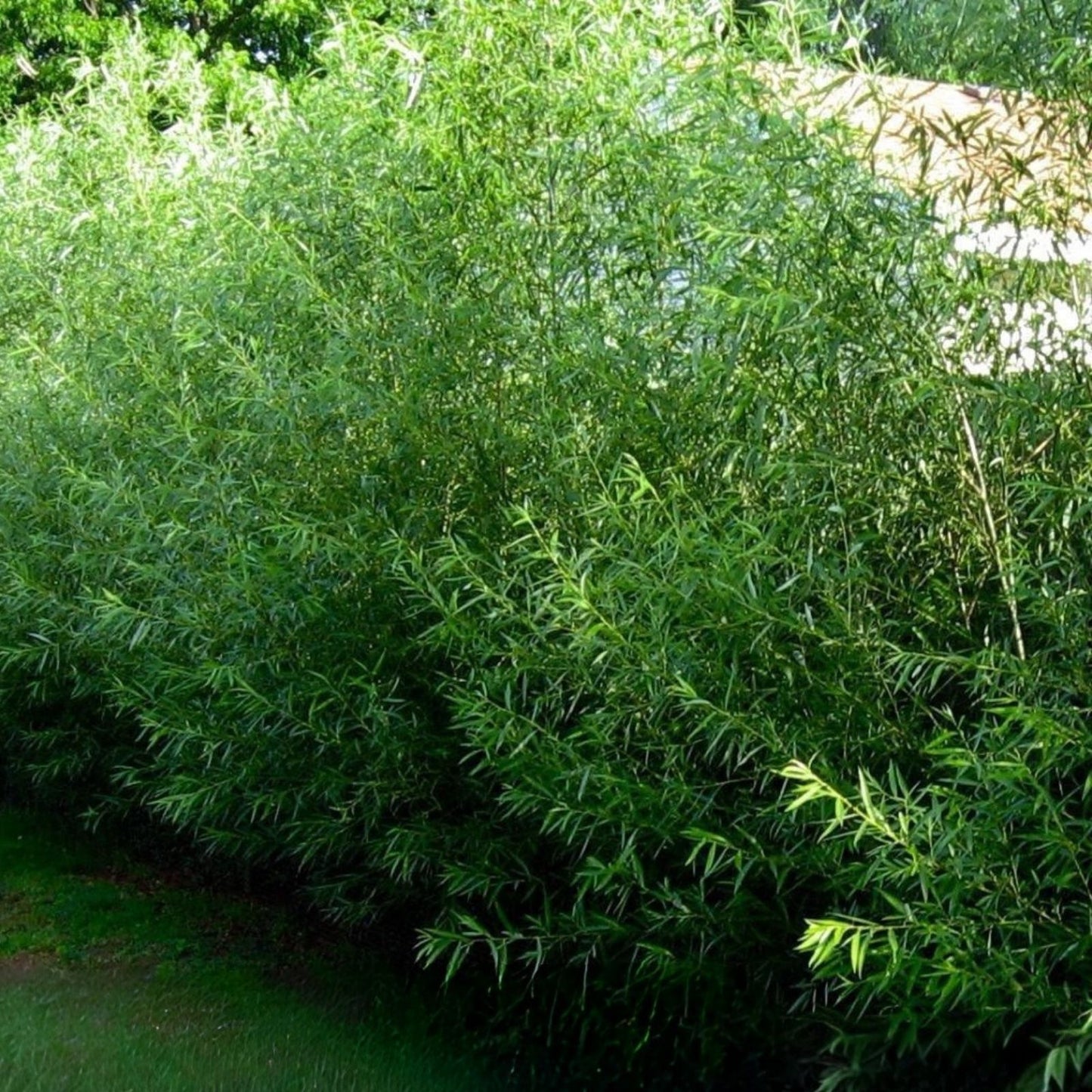 Hybrid Aussie Willow Tree - Fast Growing Salix x 'Aussie' - Ornamental Tree for Landscaping and Gardens