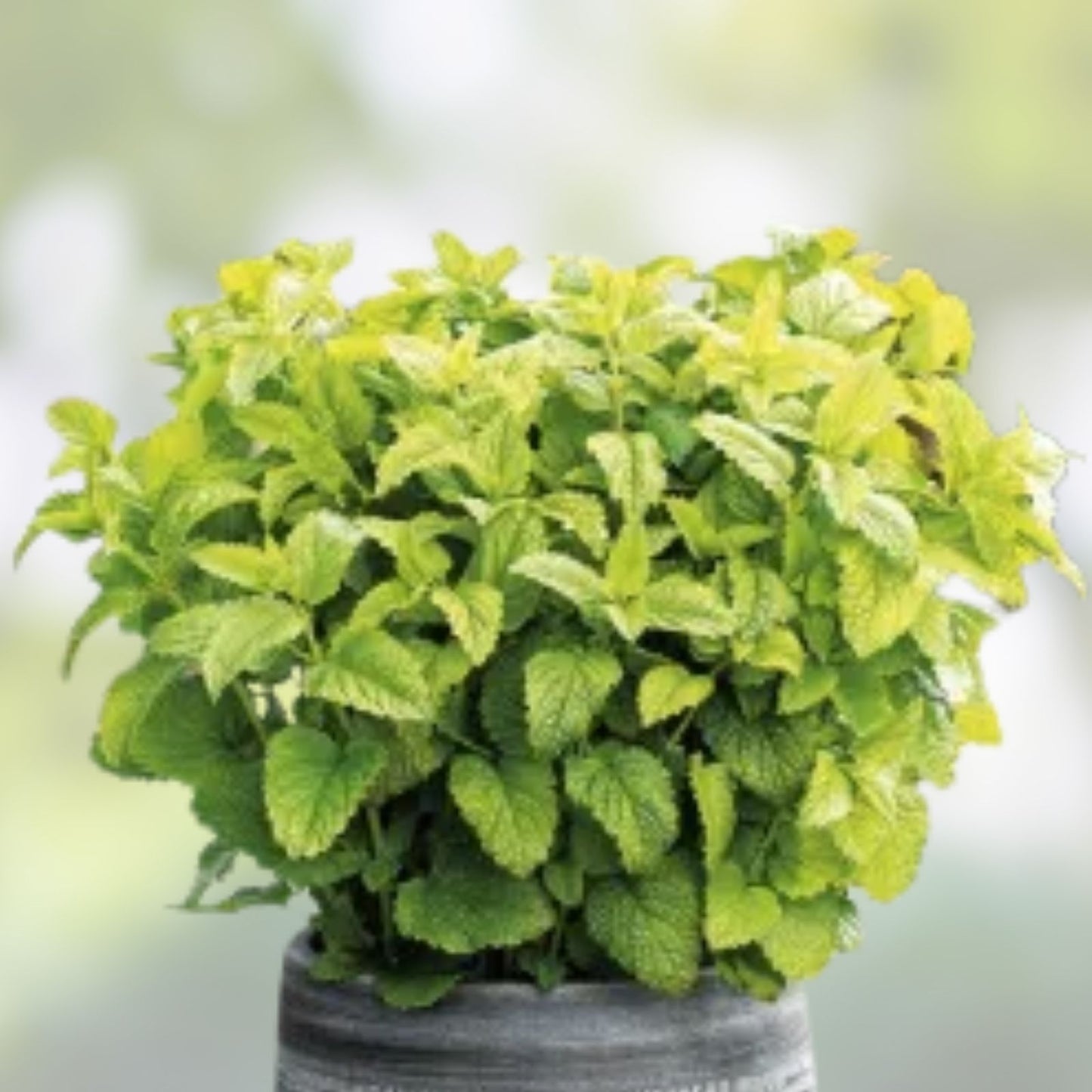 Lemon Balm Seeds for Planting, Melissa officinalis, Aromatic Culinary Herb, Easy to Grow Garden Herb, Popular Medicinal Plant