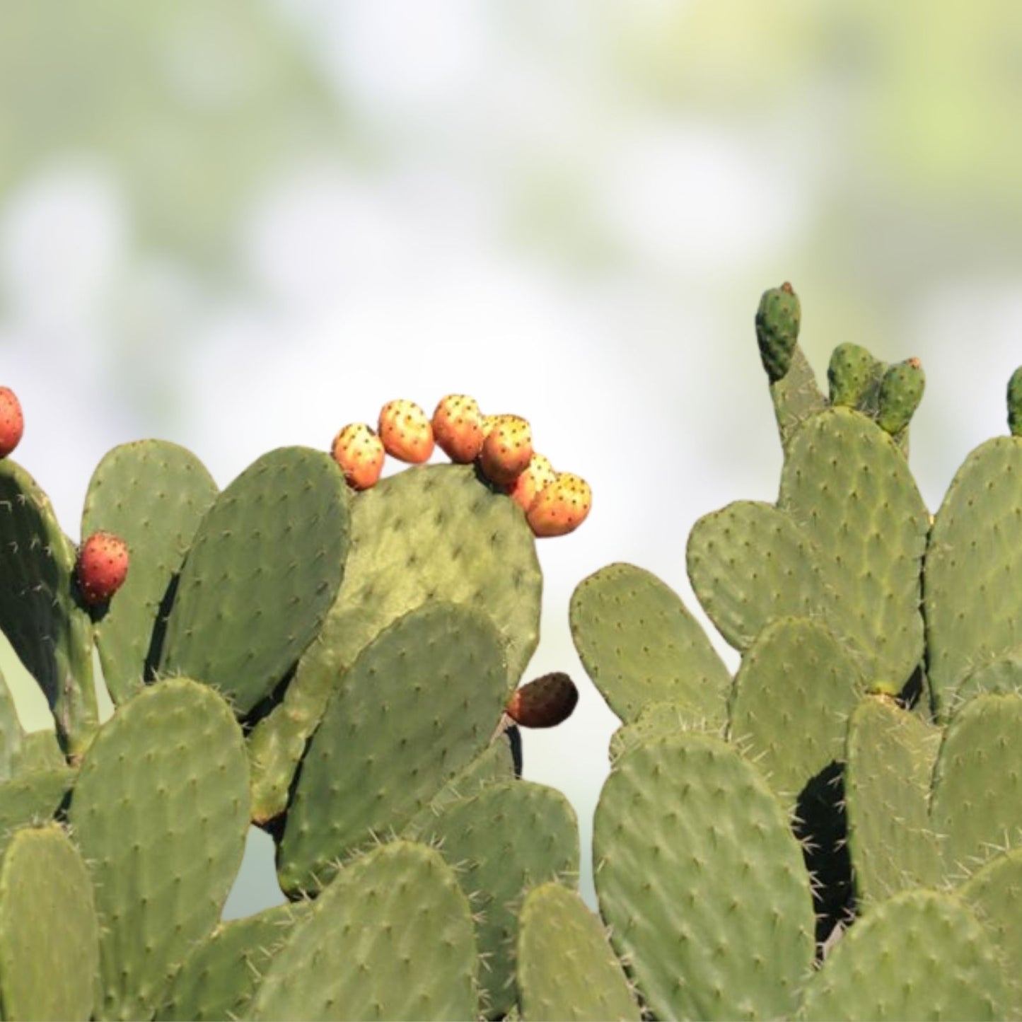 Live Cactus Plant - Fresh Cut Pad - Purple Prickly Pear Santa Rita - Opuntia santa-rita Succulent