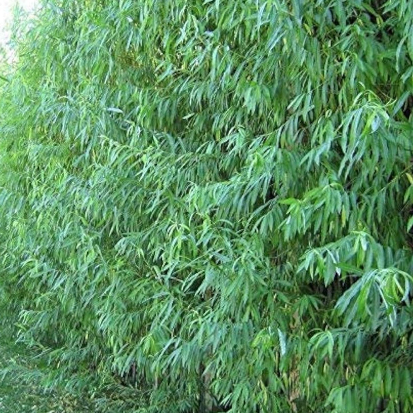 Austree Hybrid Willow Tree Cuttings 10 Pack - Fast Growing Salix × sepulcralis Tree for Landscaping and Privacy Screening