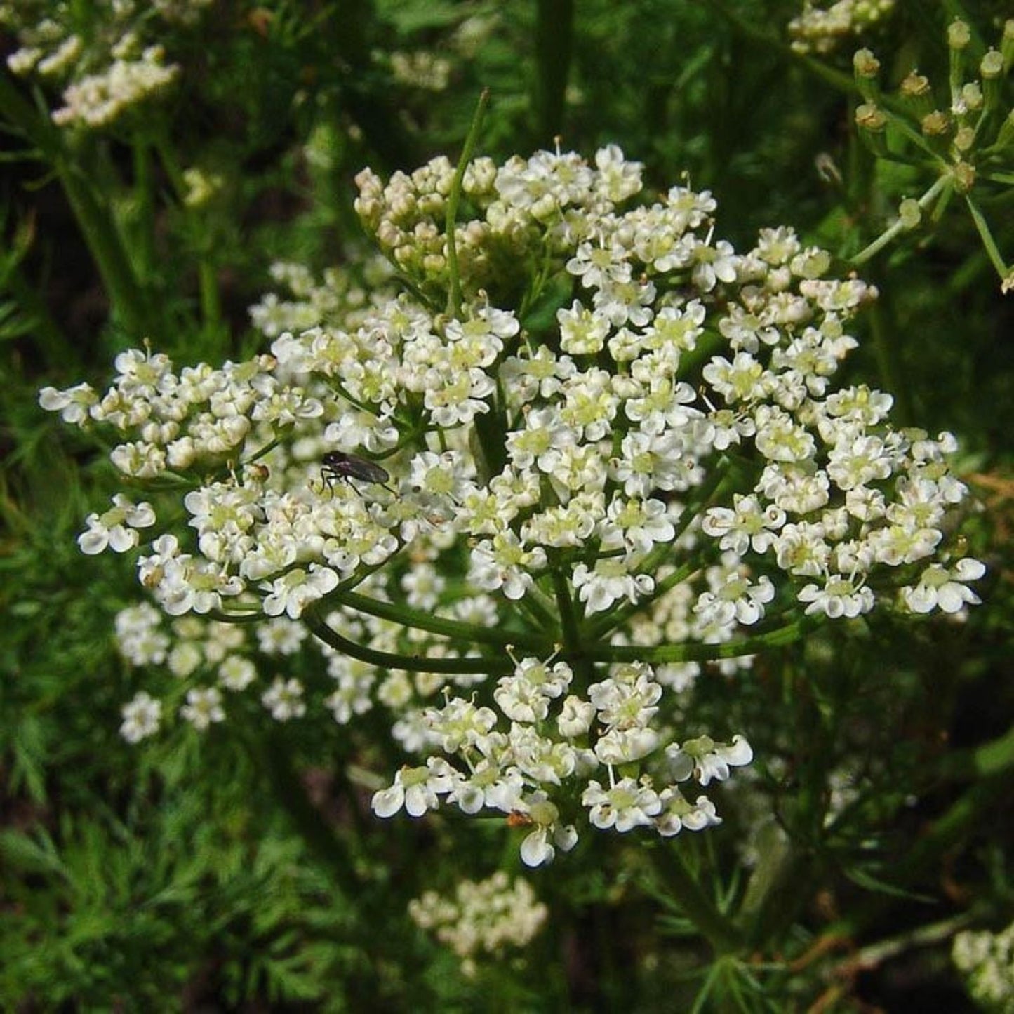 Caraway Herb Seeds 50+ | Anethum graveolens Culinary Seeds for Cooking, Planting & Roots