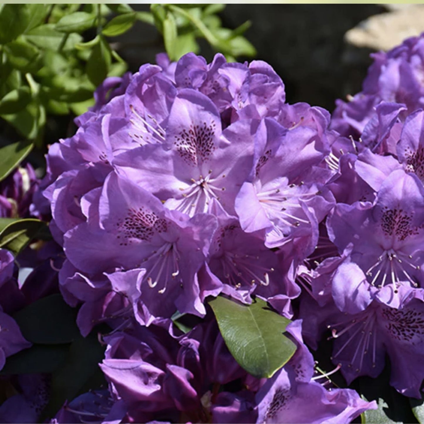 Rhododendron Starter Plant Florence Parks Well Rooted Rare Variety for Gardens and Landscapes
